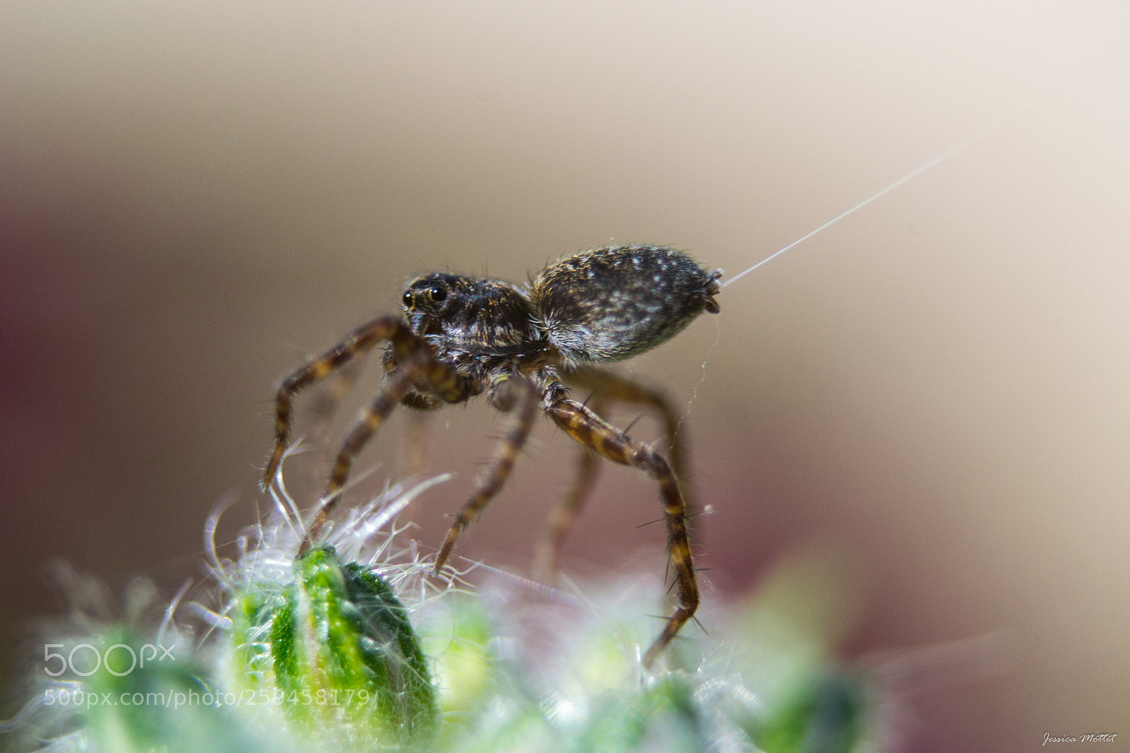 Nikon D3100 sample photo. Little spider photography