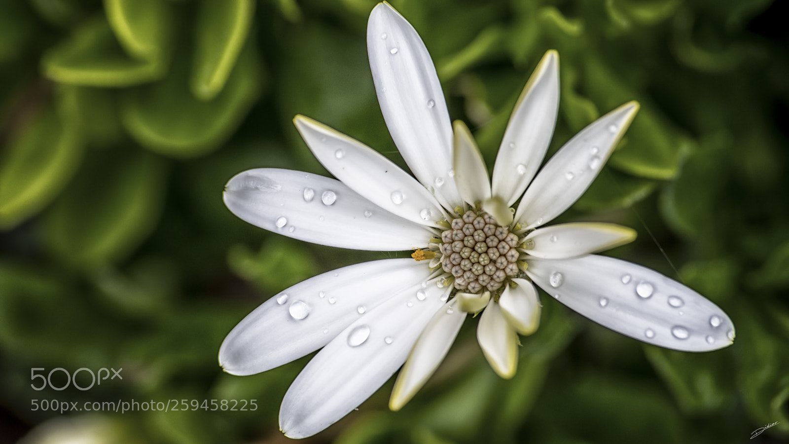 Nikon D5500 sample photo. *** flowers *** photography