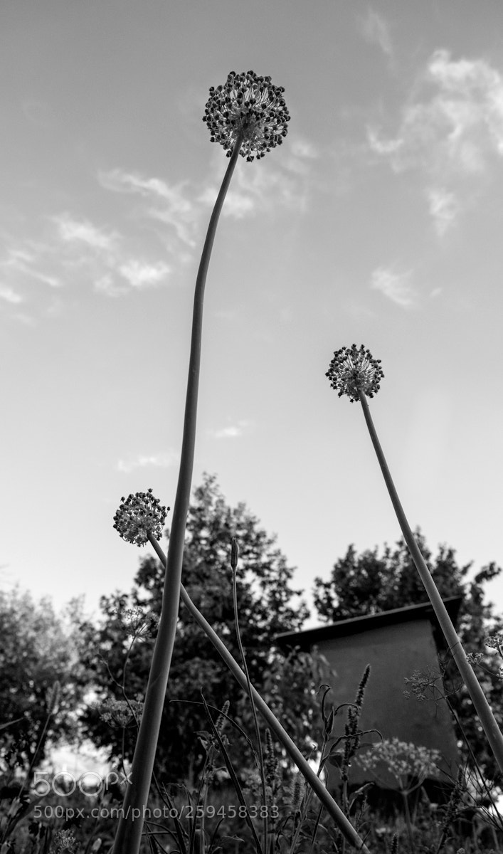Fujifilm X-T10 sample photo. Onion. photography