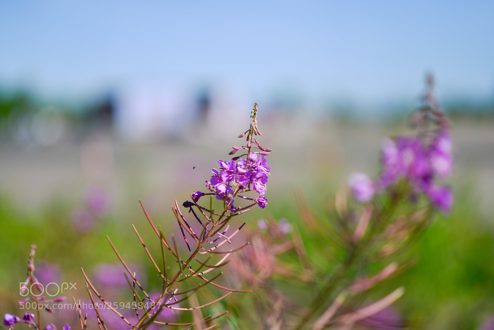 Nikon D600 sample photo. Wildflower photography
