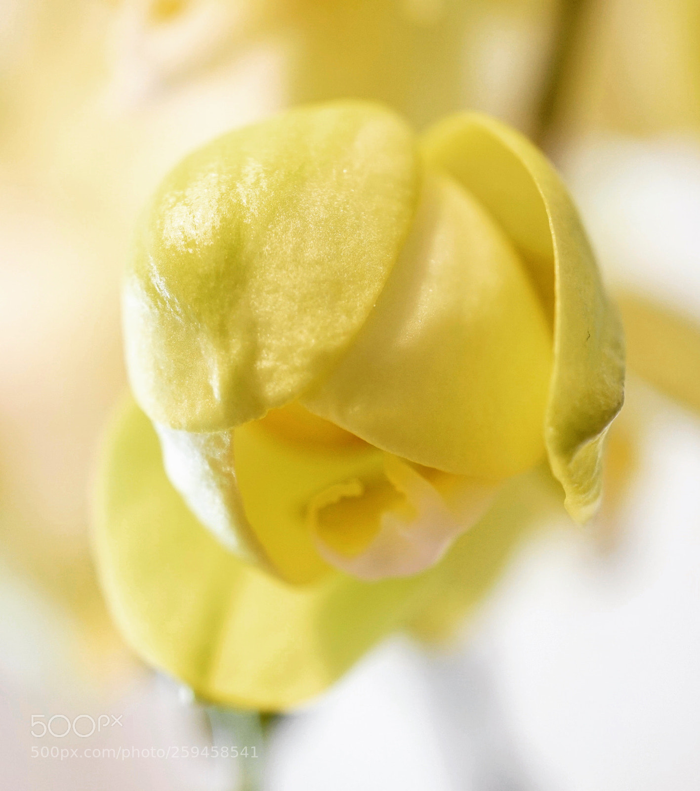 Sony a6500 sample photo. Orchidee photography