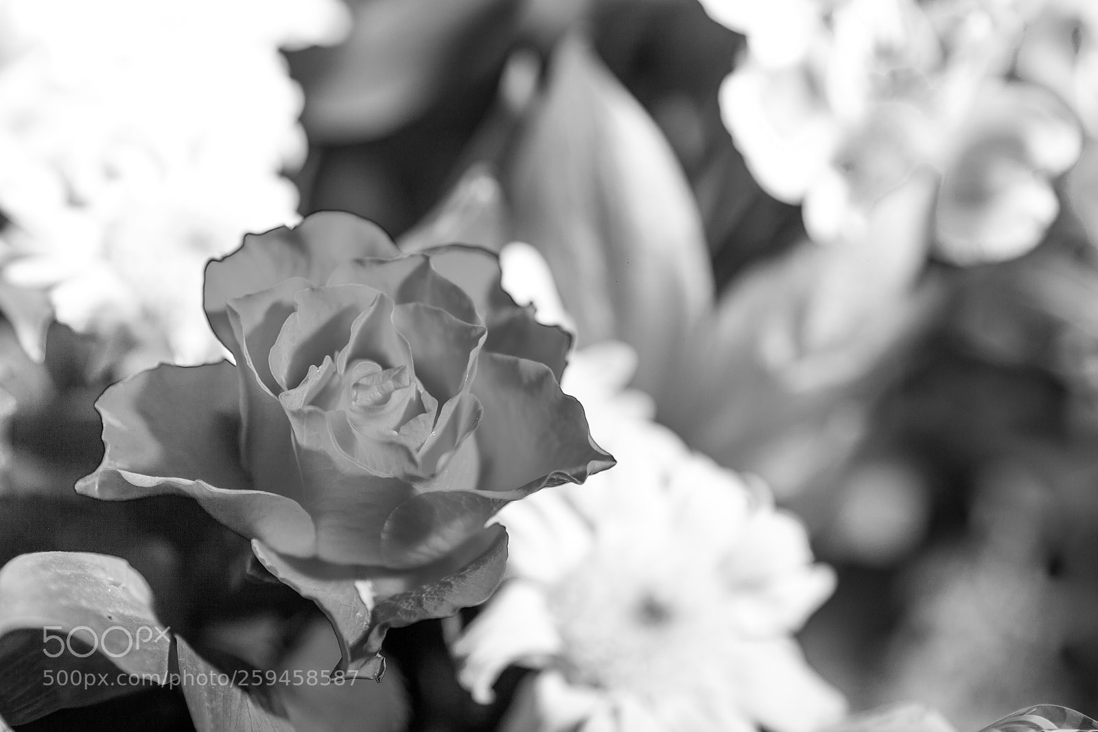 Canon EOS 5D Mark II sample photo. Flower photography