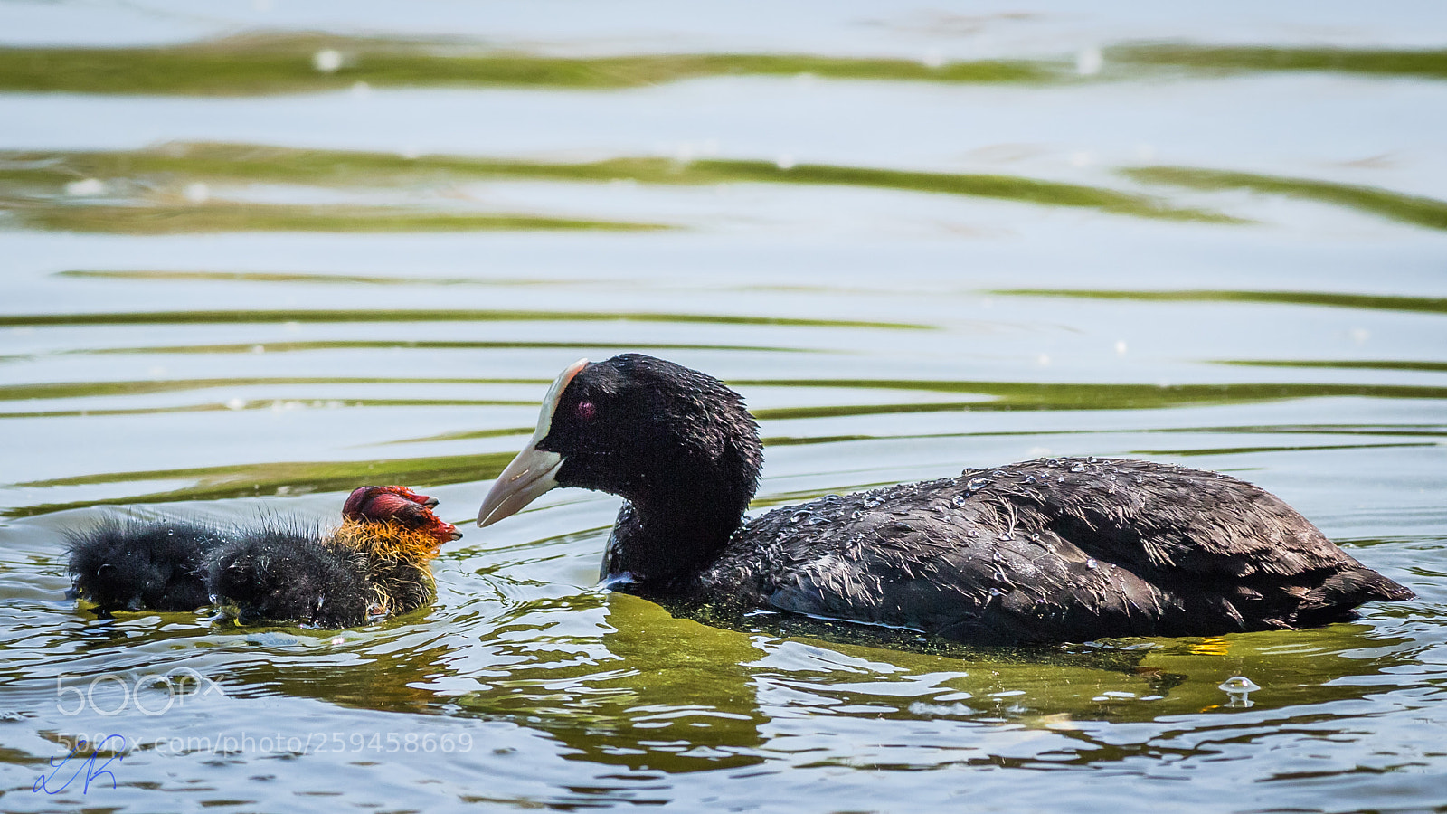 Canon EOS 6D sample photo. Coot family photography