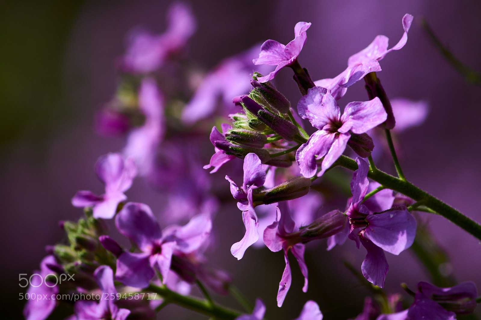 Canon EOS 700D (EOS Rebel T5i / EOS Kiss X7i) sample photo. Flowers photography