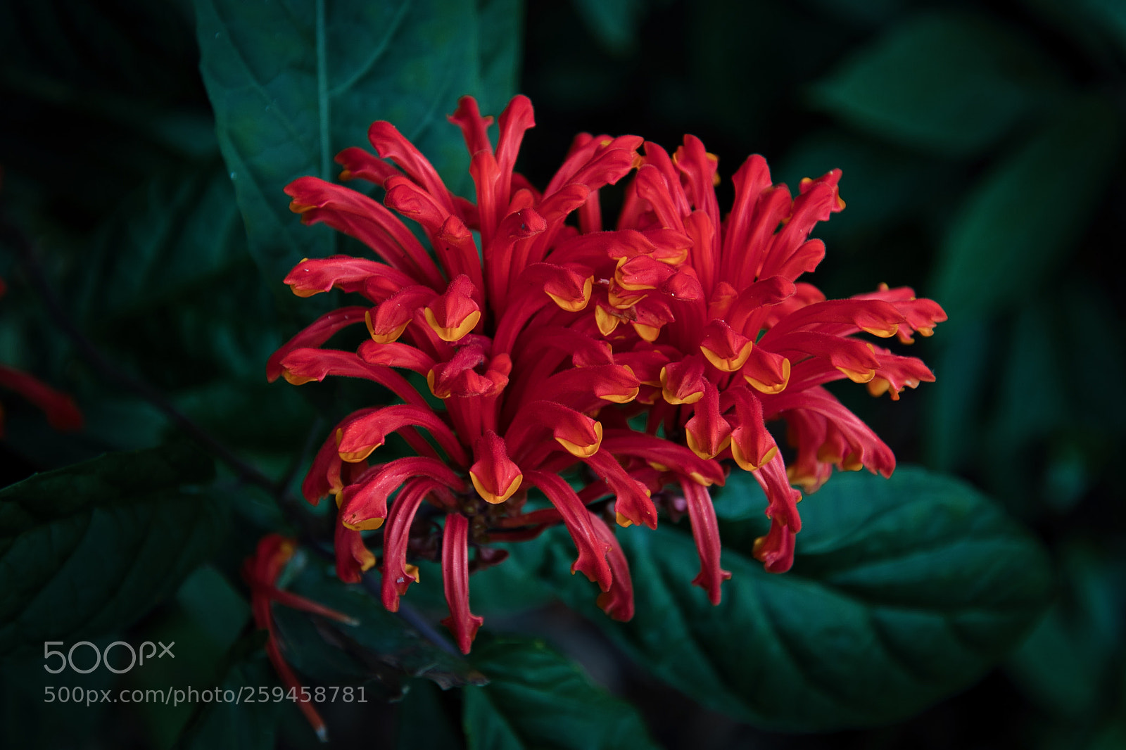 Nikon D500 sample photo. Jungle flower photography