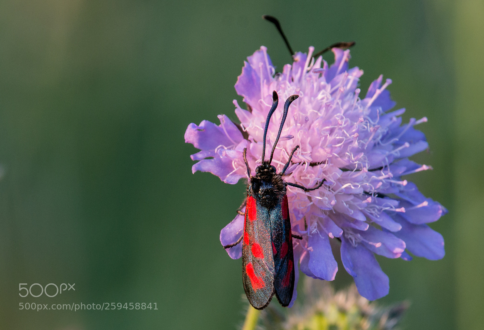 Canon EOS 70D sample photo. Hasch mich, ich bin photography