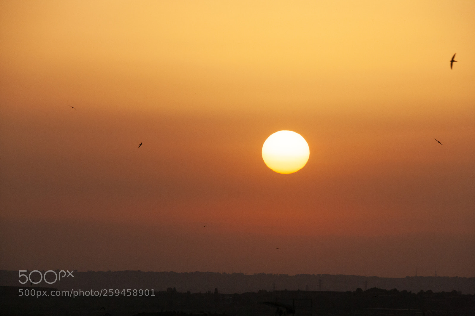 Canon EOS-1Ds Mark II sample photo. Garrigues sunset photography
