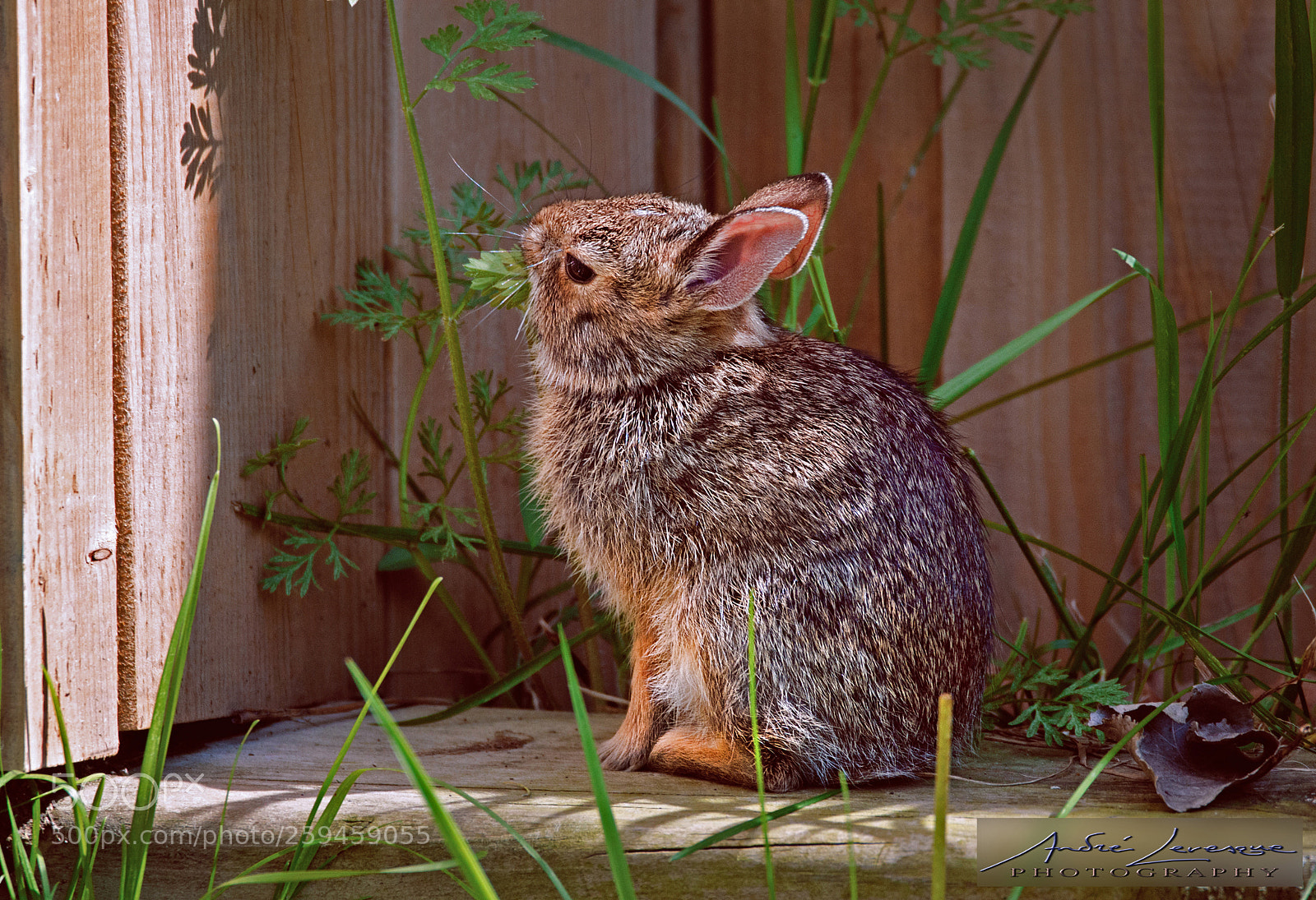 Nikon D7000 sample photo. Cottontail dining in my photography