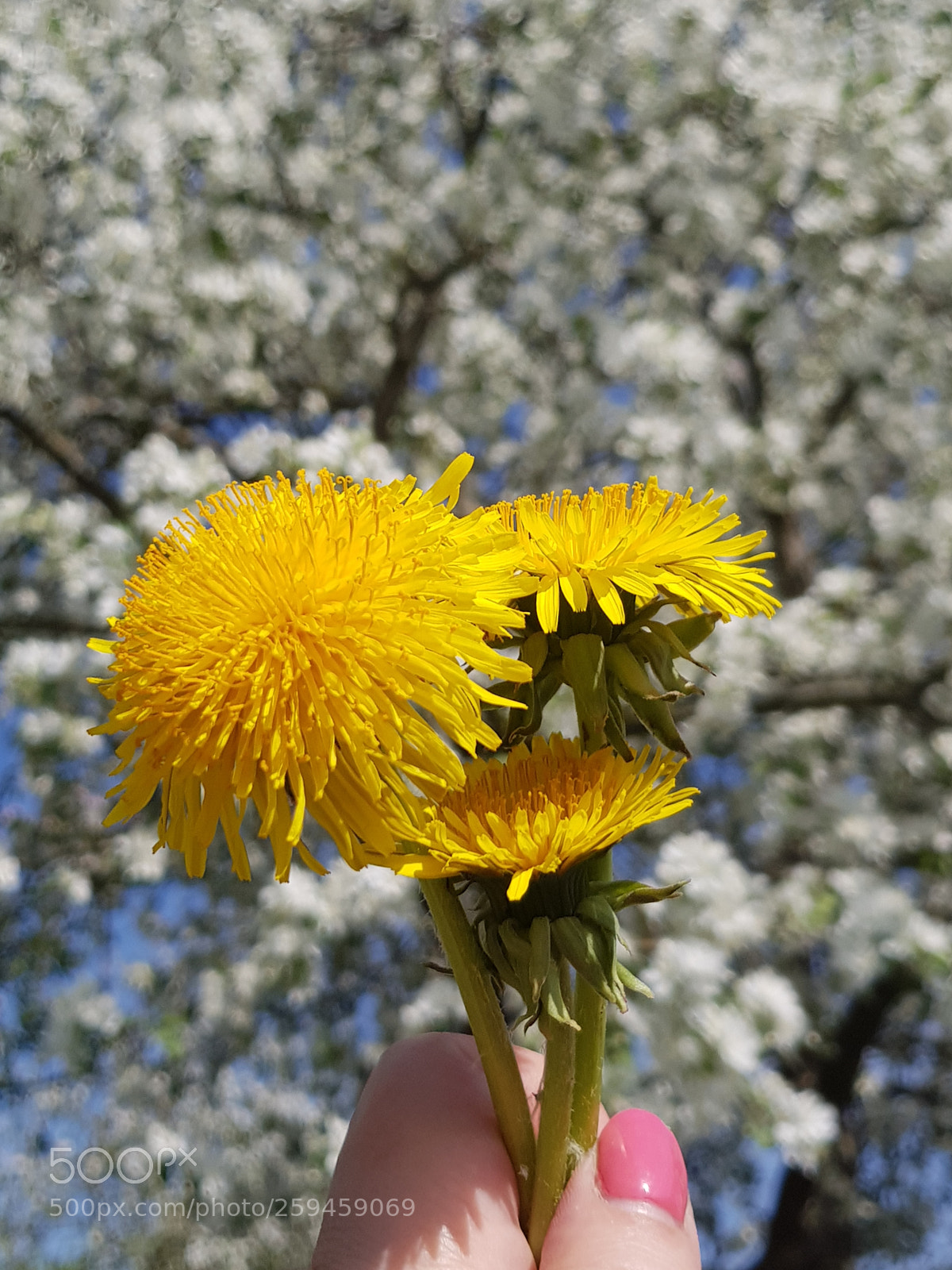 Samsung Galaxy S8+ sample photo. Untitled photography
