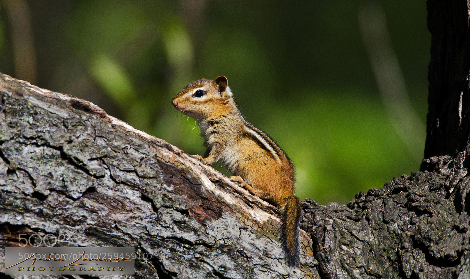 Nikon D7000 sample photo. Chipmunk photography