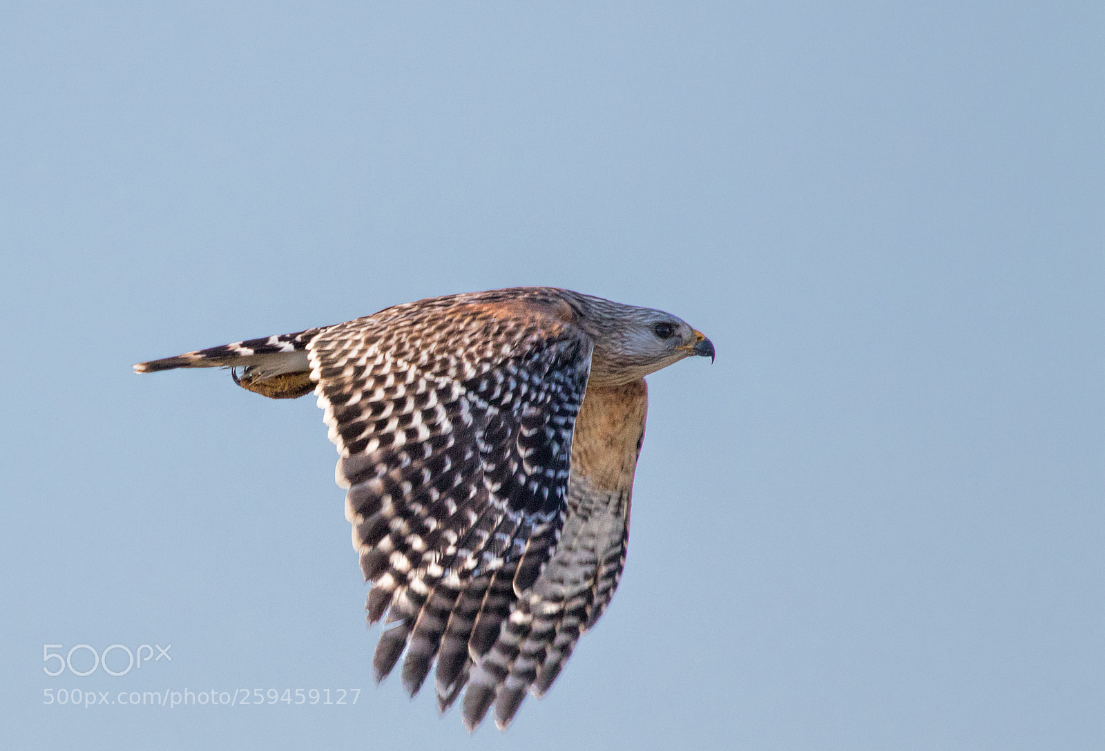 Canon EOS 7D Mark II sample photo. The flight of the photography