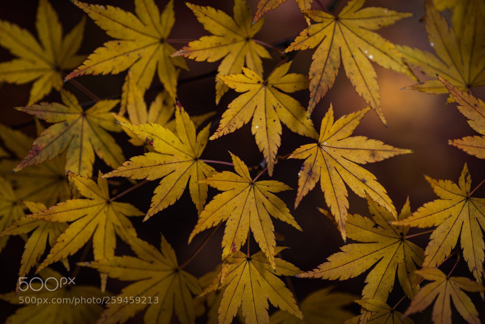 Nikon D750 sample photo. Simple yellow leaves photography