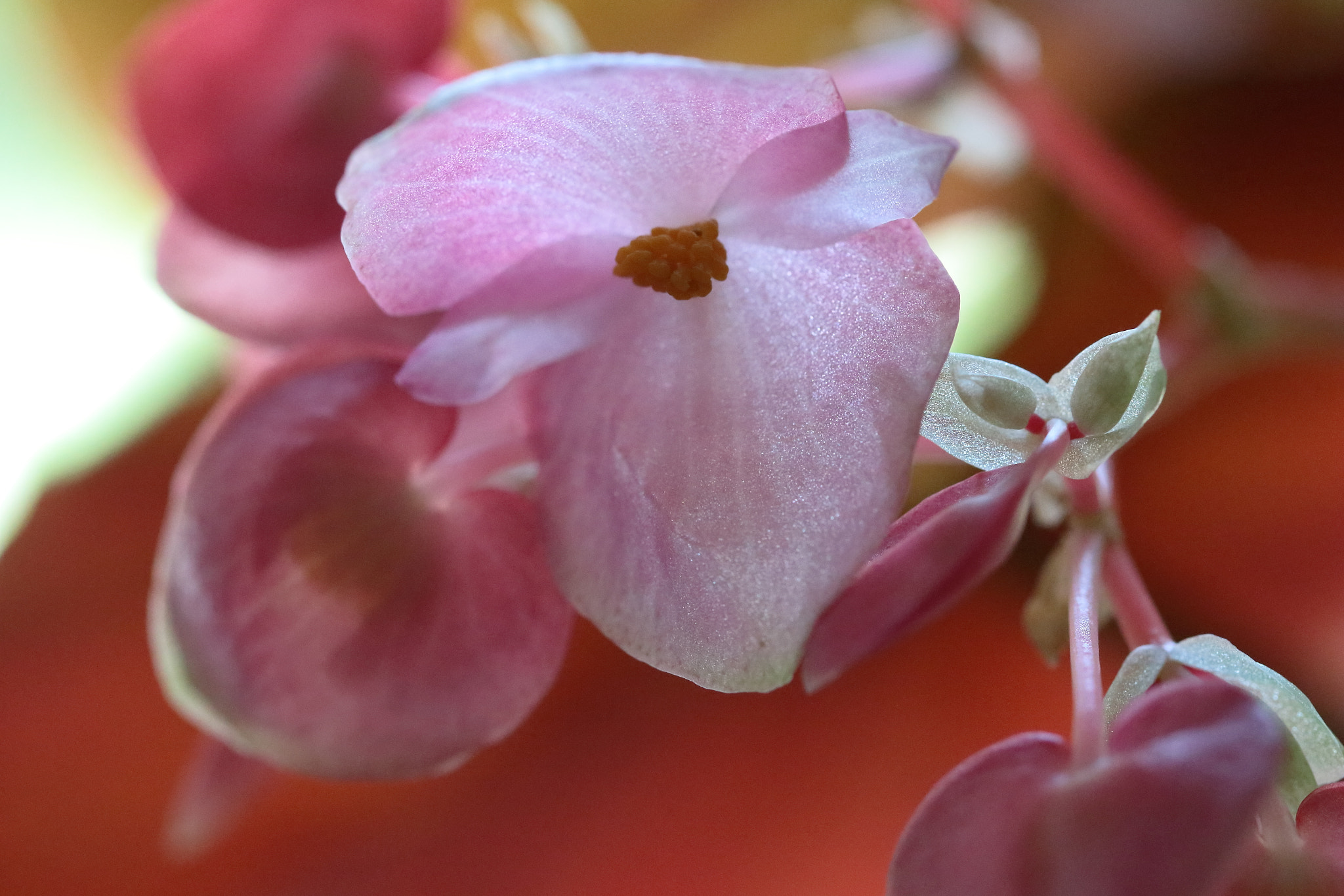Canon EF 100mm F2.8L Macro IS USM sample photo. Begonia photography