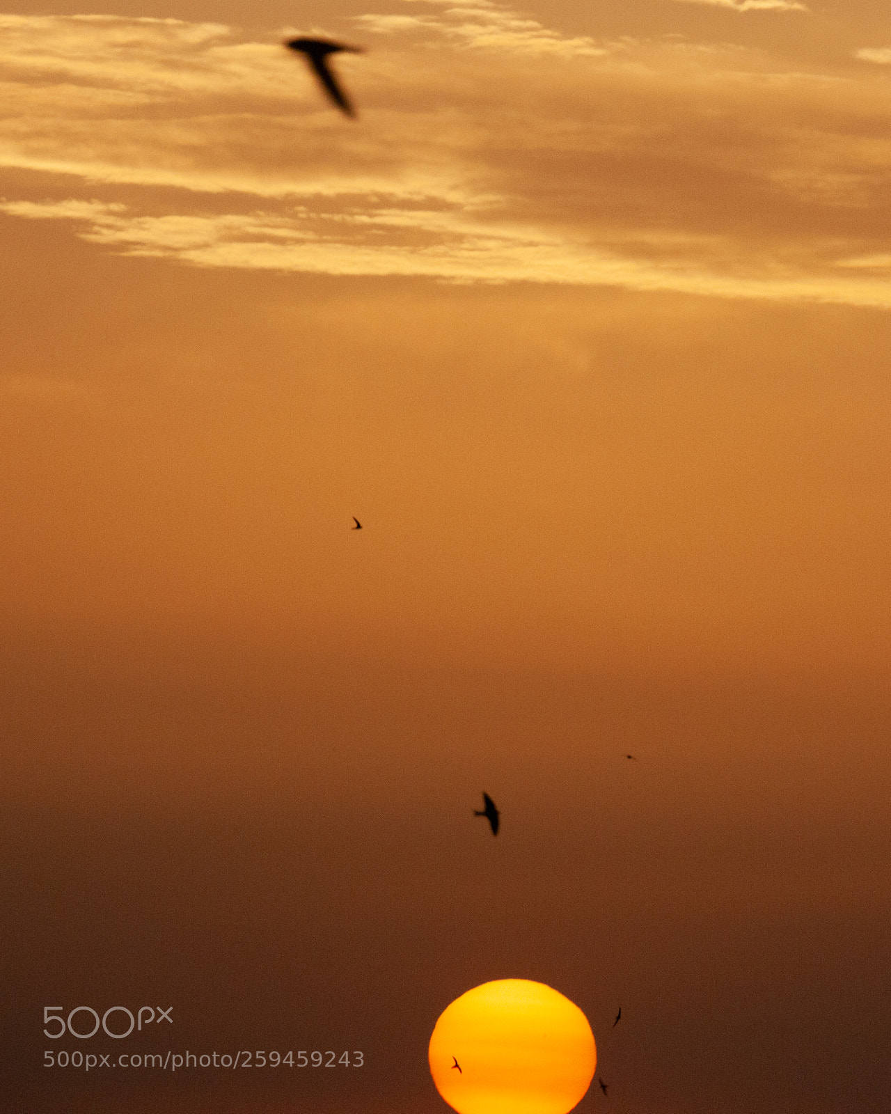Canon EOS-1Ds Mark II sample photo. Garrigues sunset photography