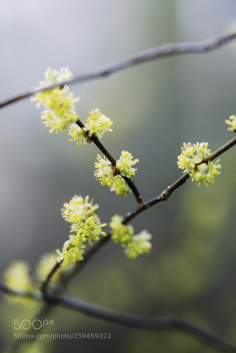 Nikon D600 sample photo. 180525 photography