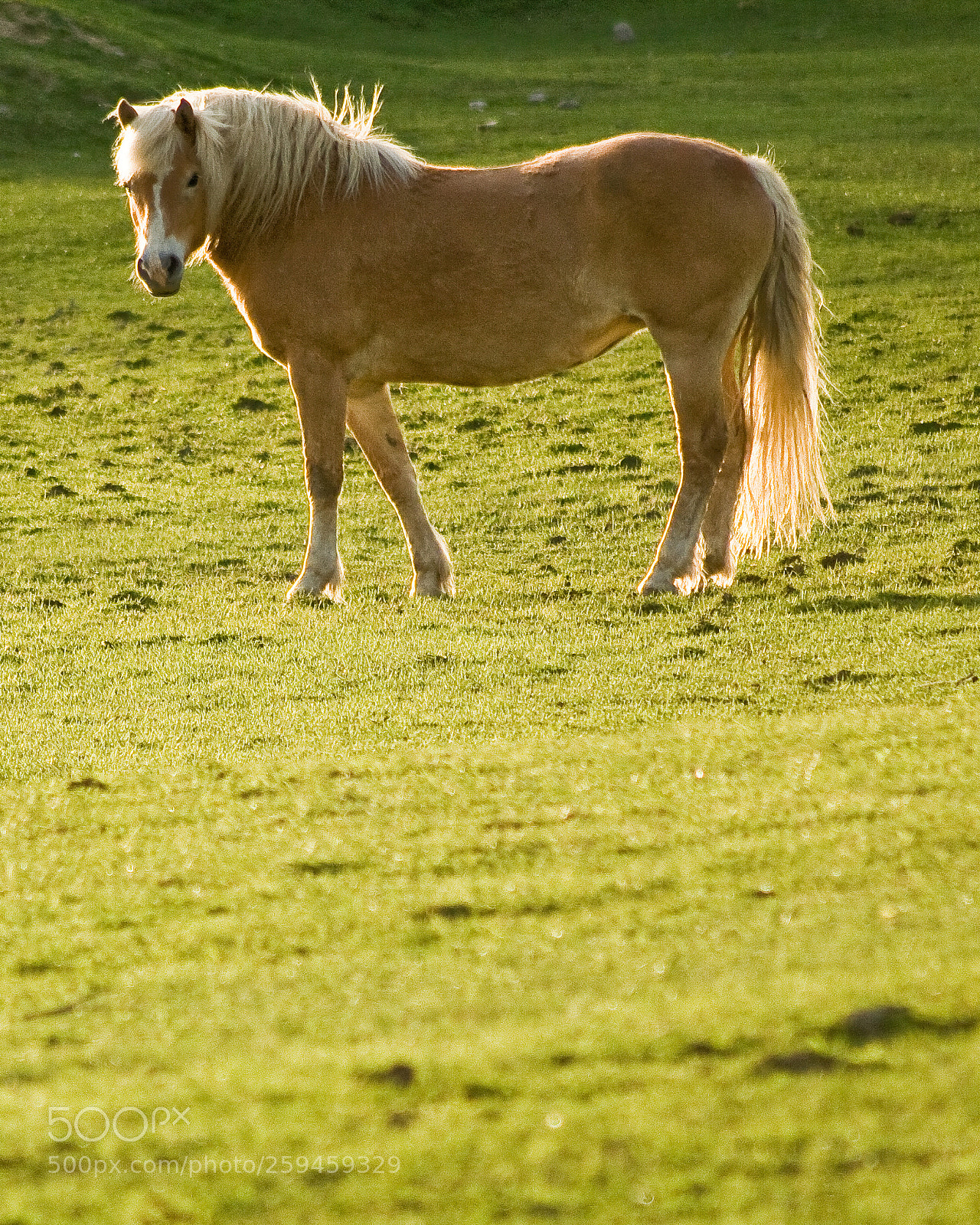 Canon EOS 350D (EOS Digital Rebel XT / EOS Kiss Digital N) sample photo. Horse in the pasture photography