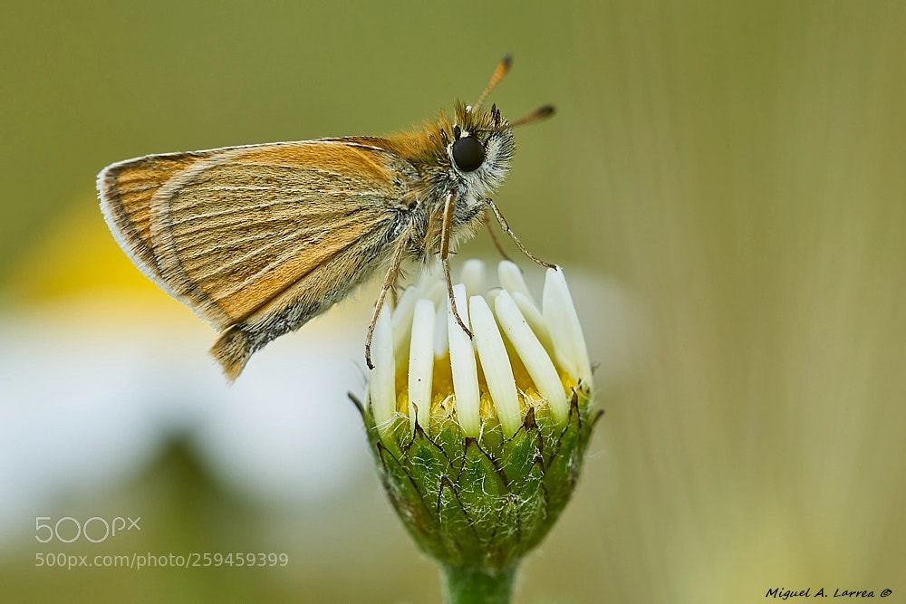 Sony ILCA-77M2 sample photo. Thymelicus sylvestris photography