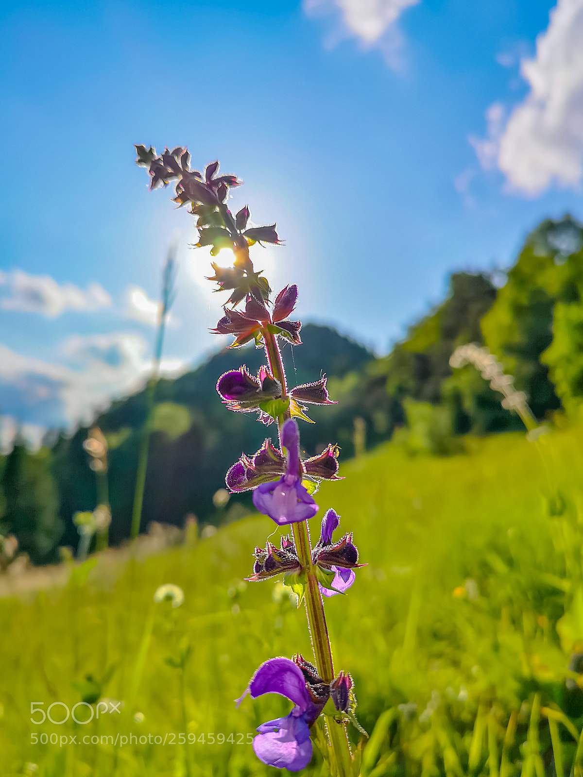 HUAWEI CLT-L29 sample photo. Untitled photography
