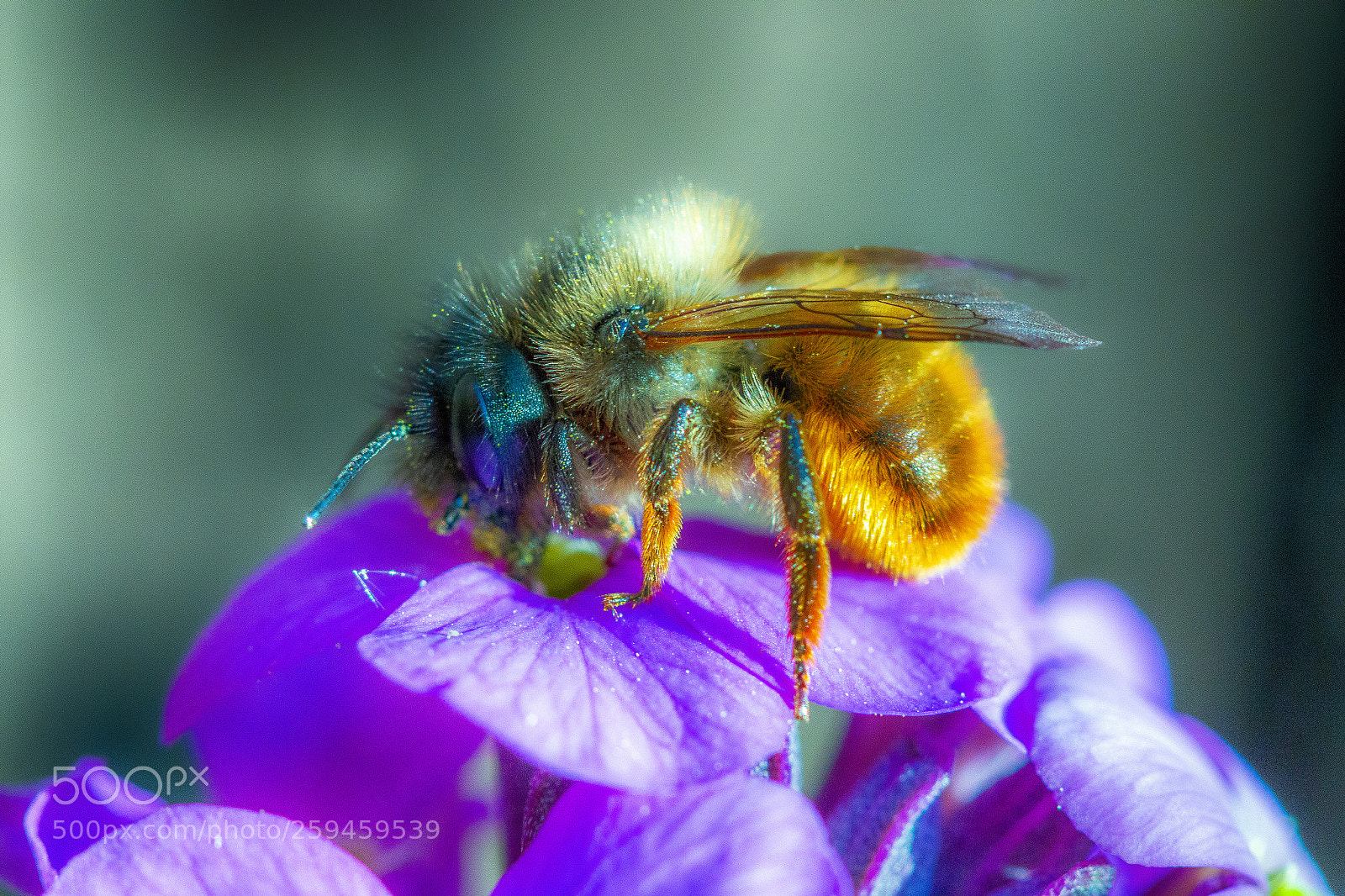 Canon EOS 70D sample photo. Busy bee photography