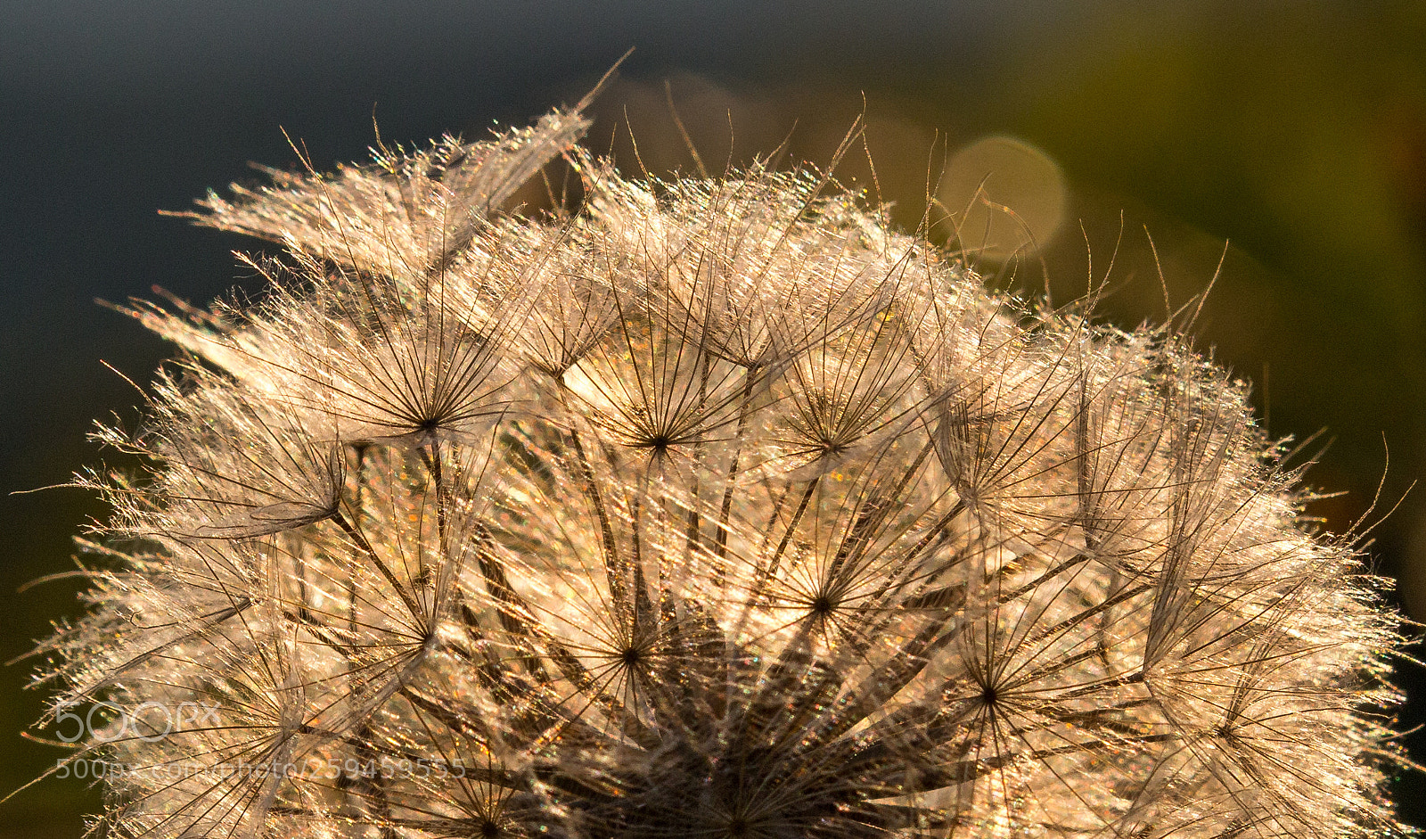 Canon EOS 70D sample photo. ***sunset with dandelion*** photography