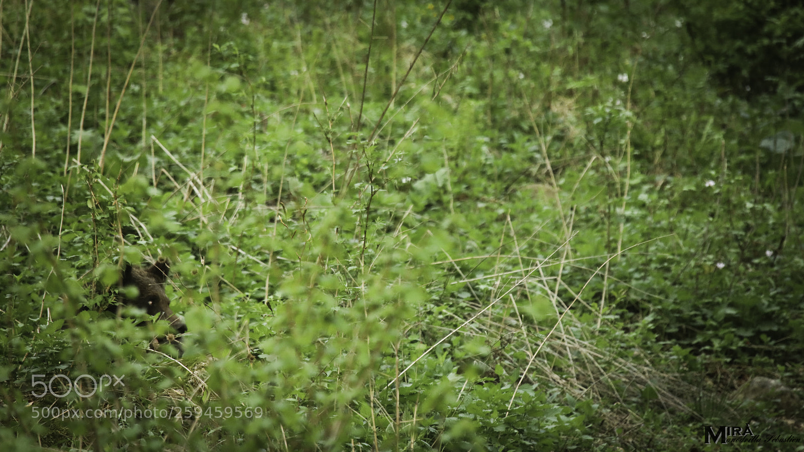 Canon EOS 5D Mark IV sample photo. Concealed photography