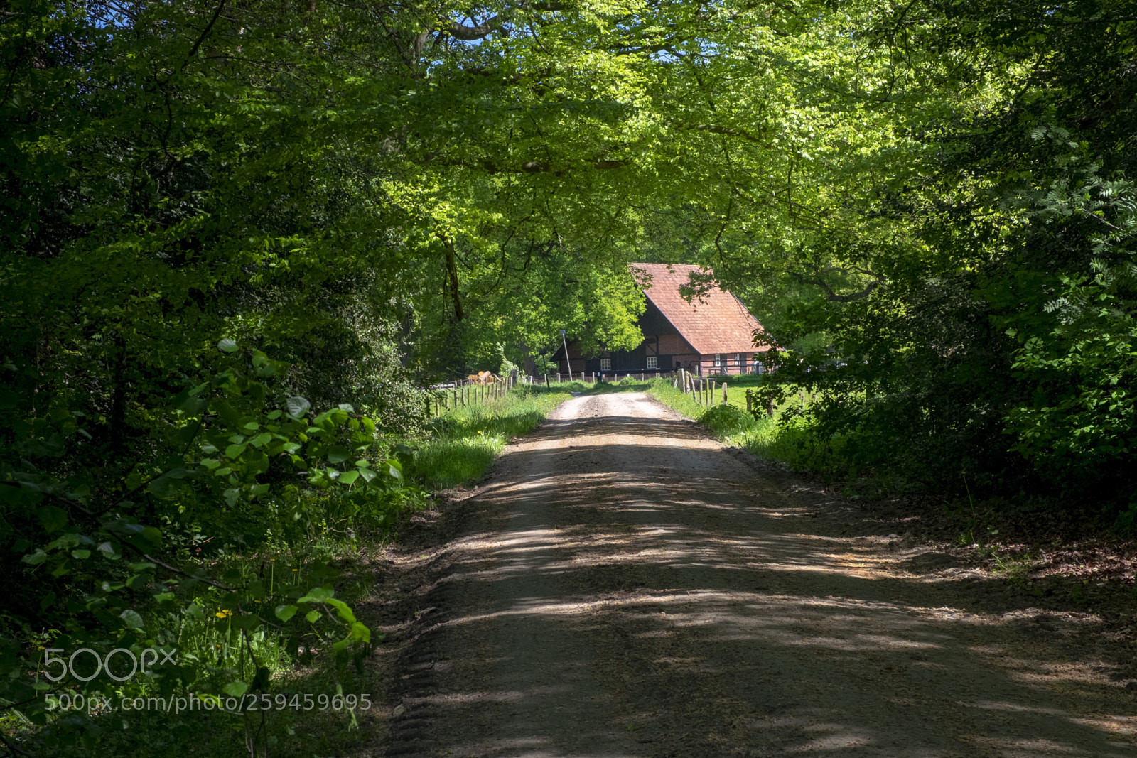 Fujifilm X-T1 sample photo. Dutch farm in the photography