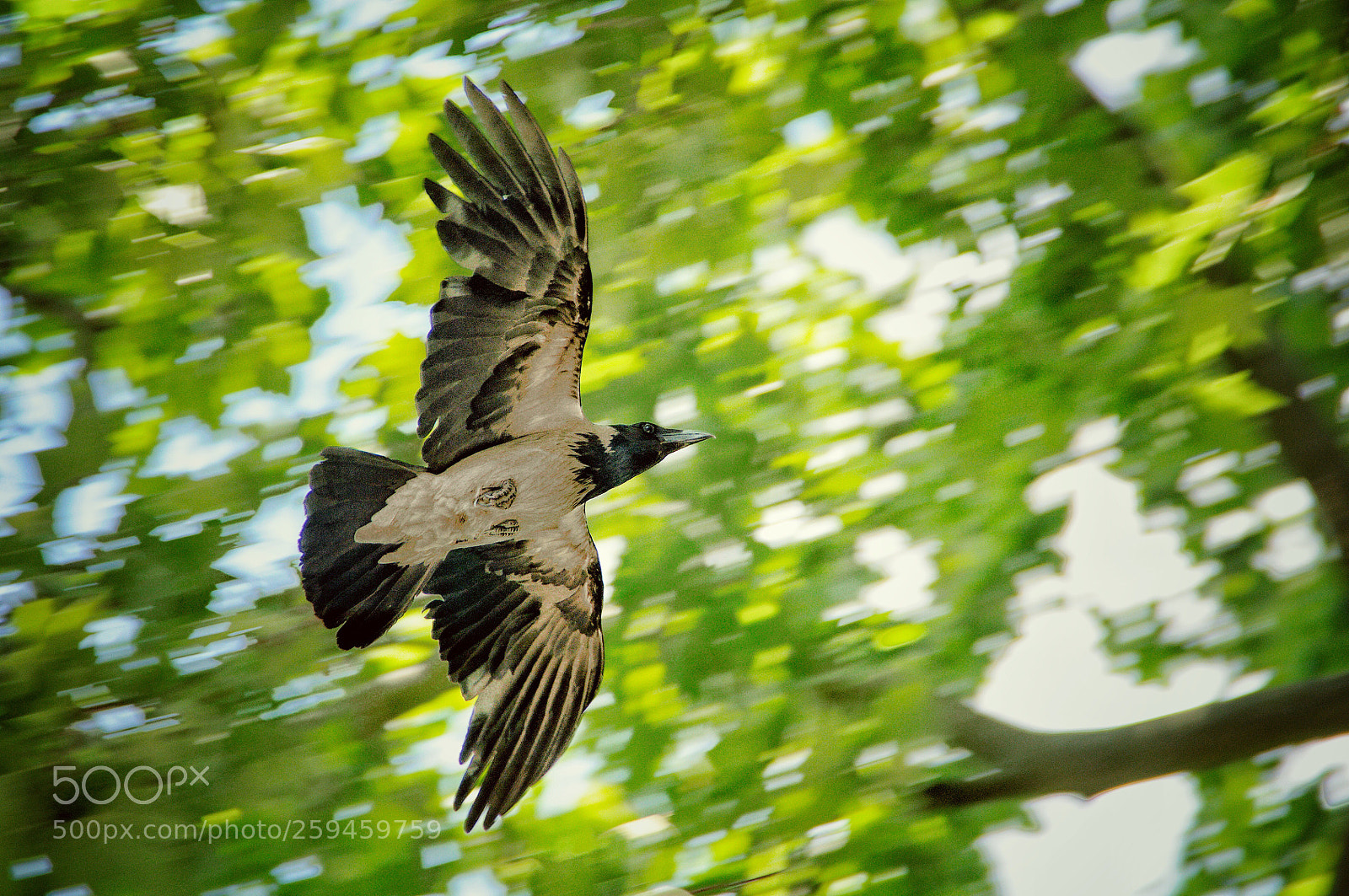 Nikon D90 sample photo. Speed rabenvogel  photography