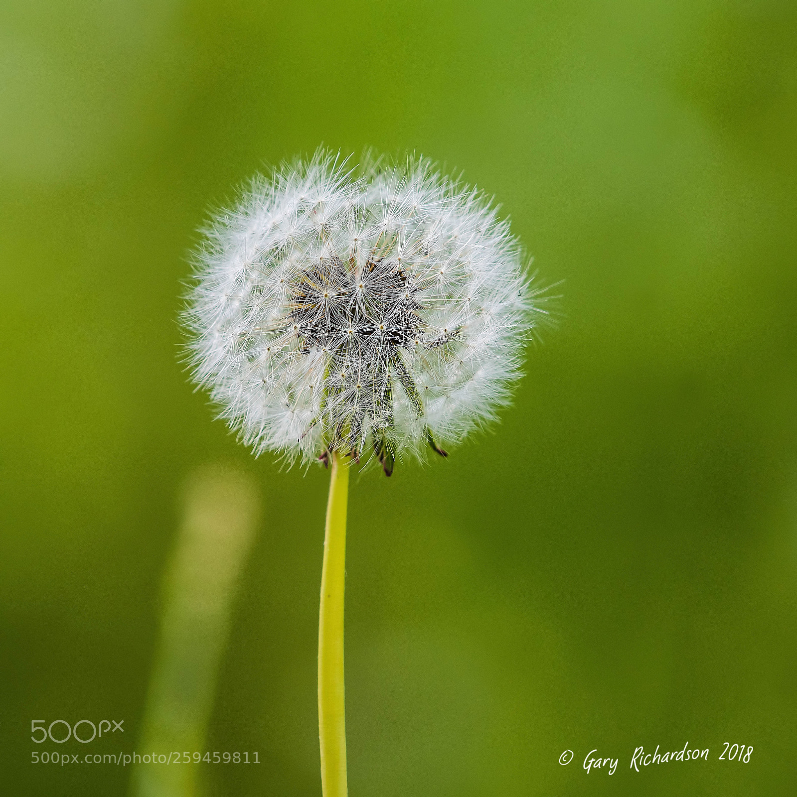 Nikon D500 sample photo. Dandelion photography