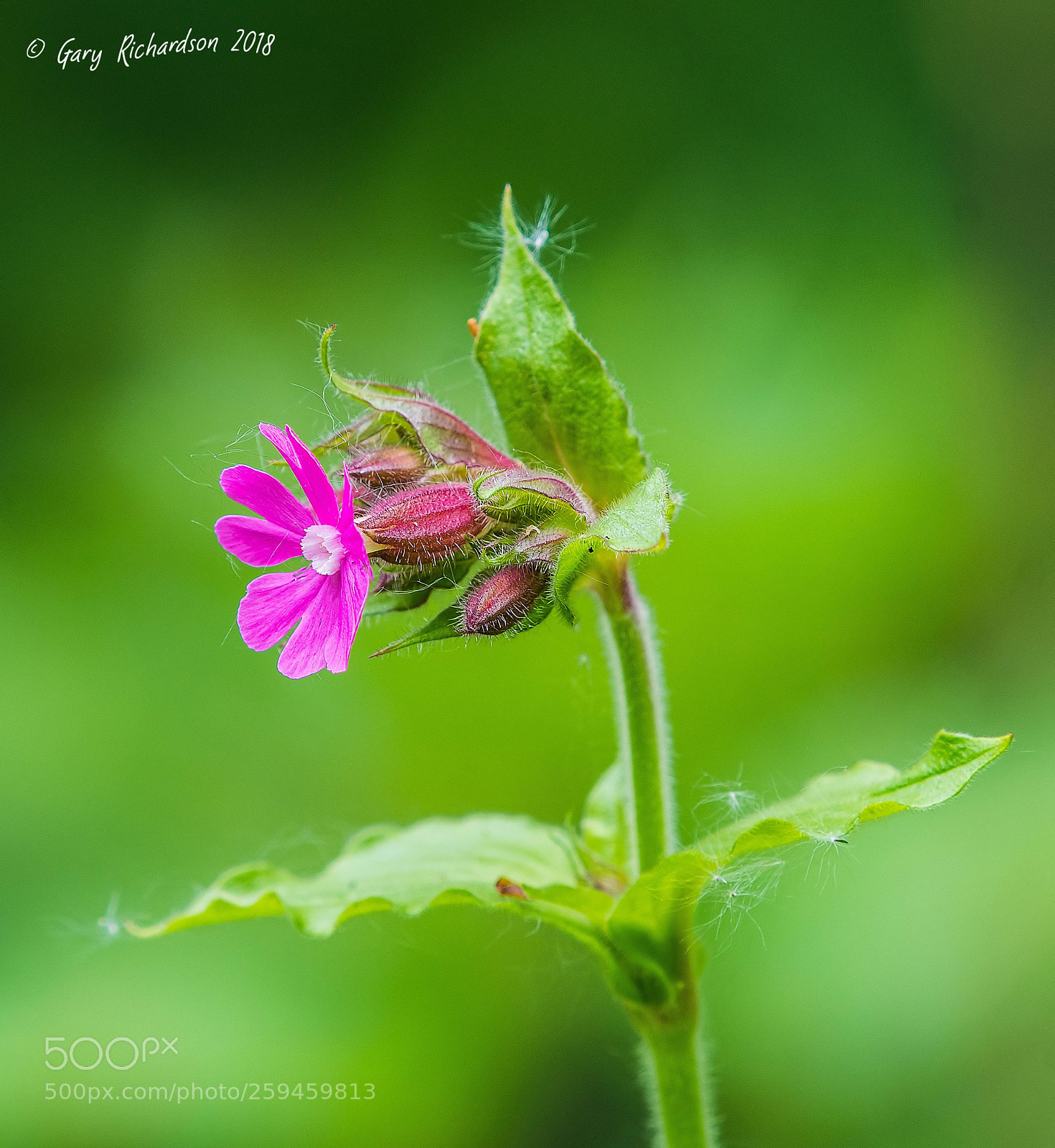 Nikon D500 sample photo. Flower photography