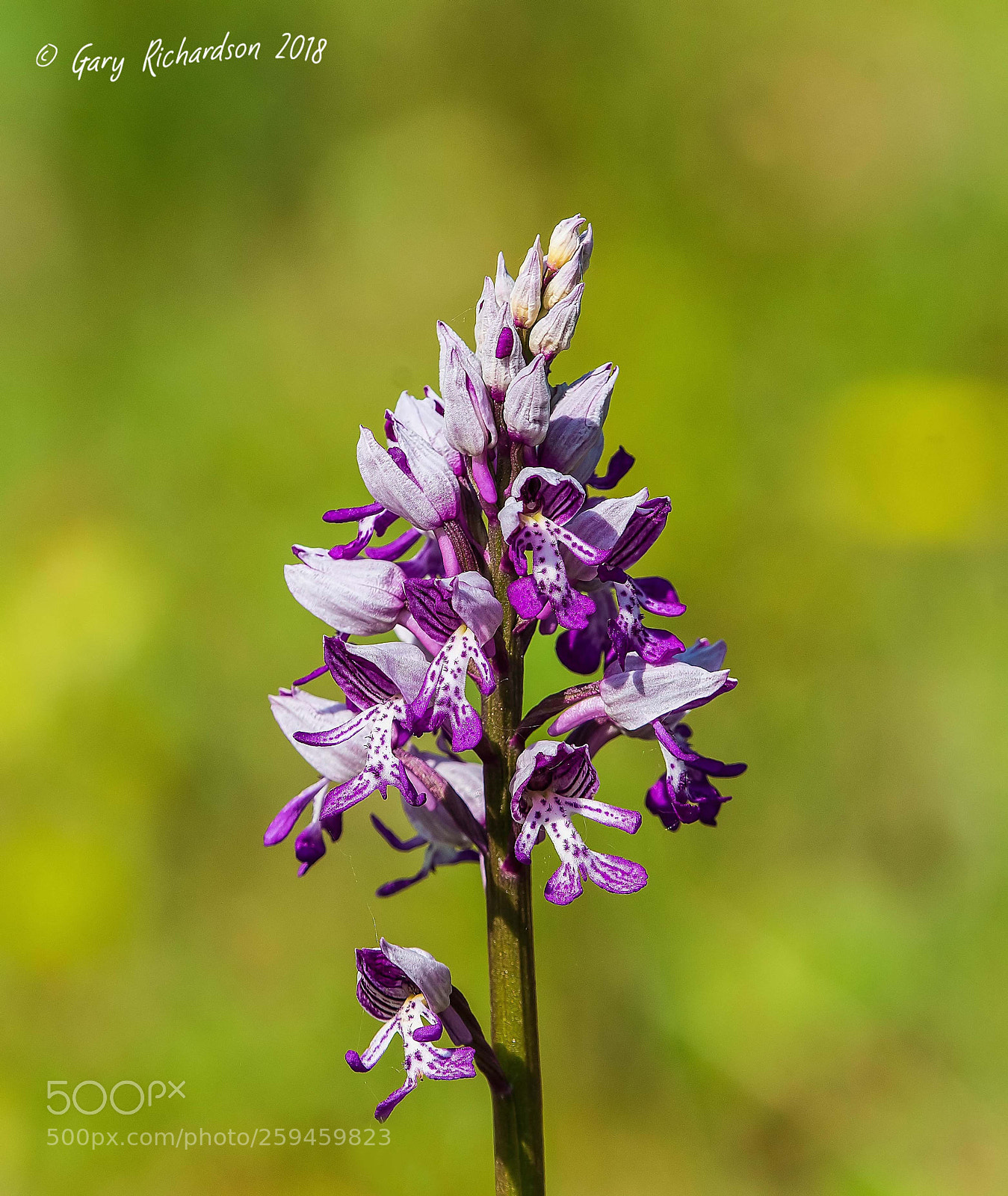 Nikon D500 sample photo. Military orchid photography