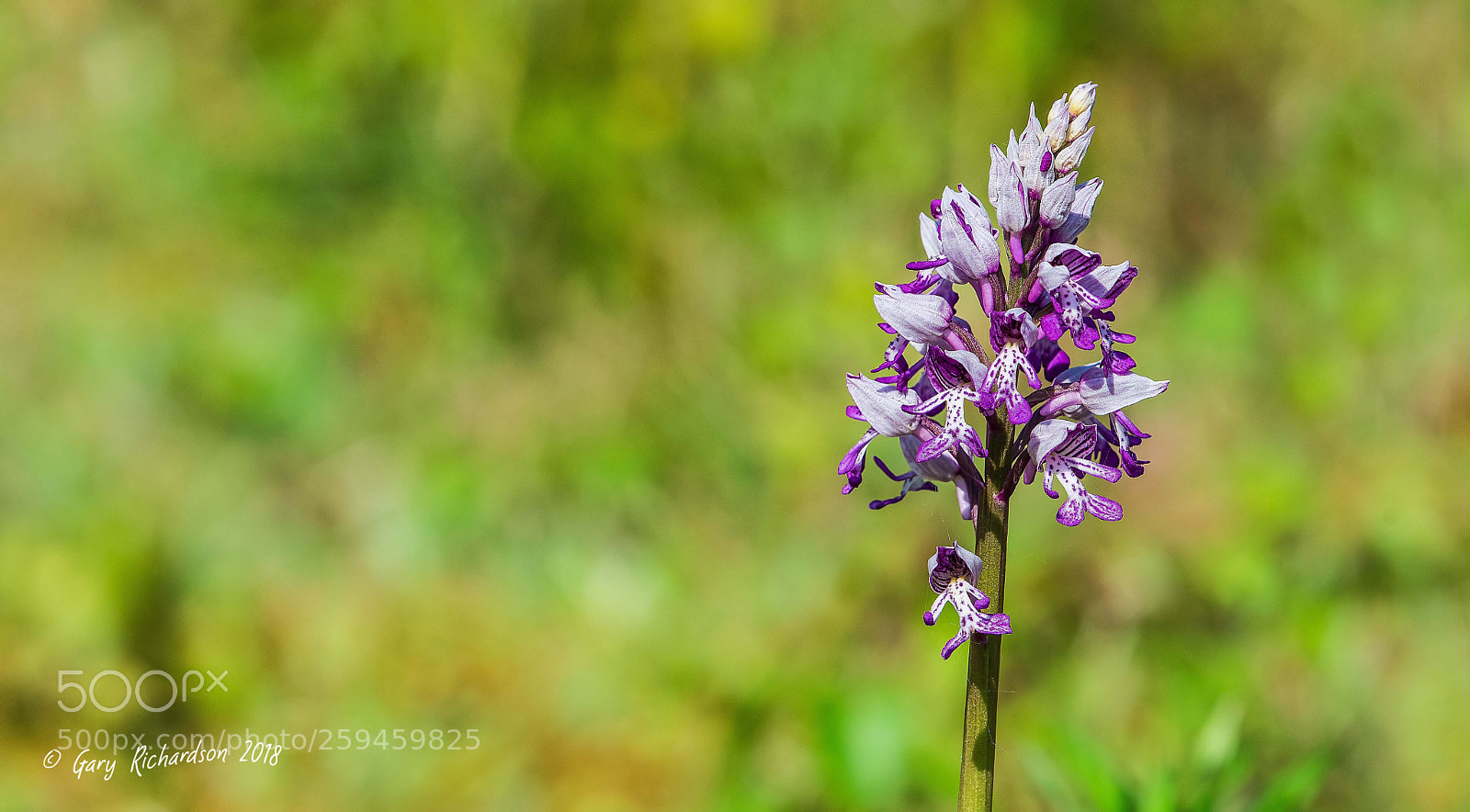Nikon D500 sample photo. Military orchid photography