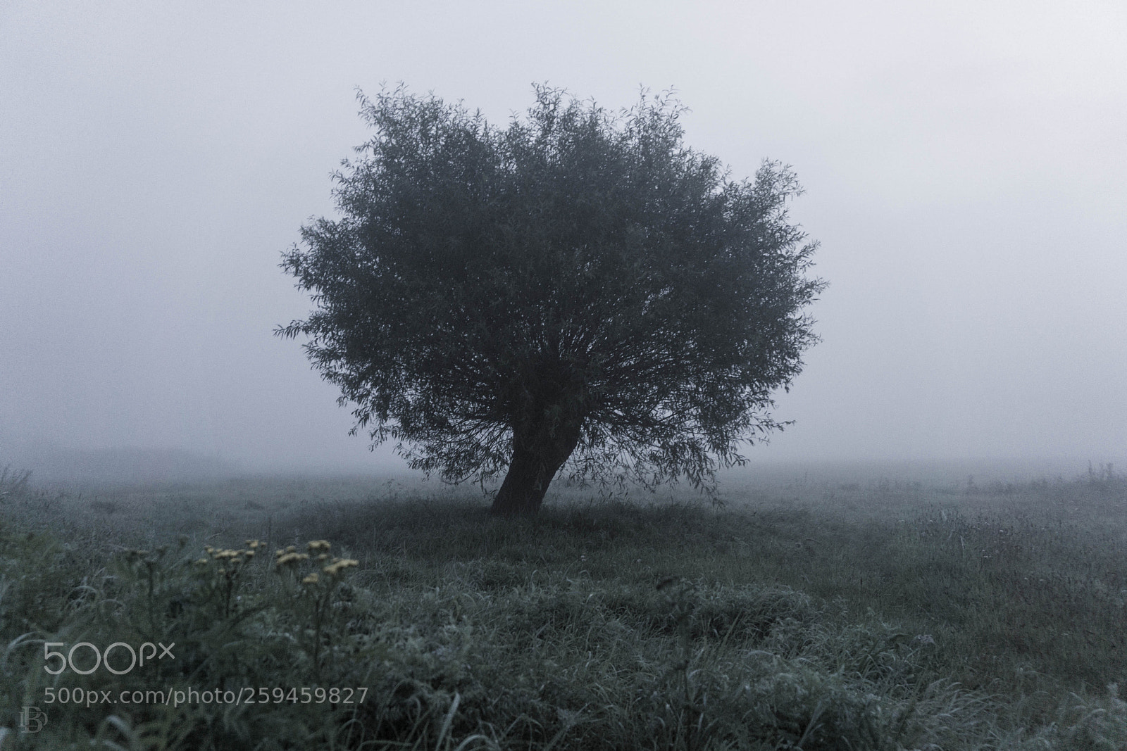 Sony a6000 sample photo. Misty morning photography