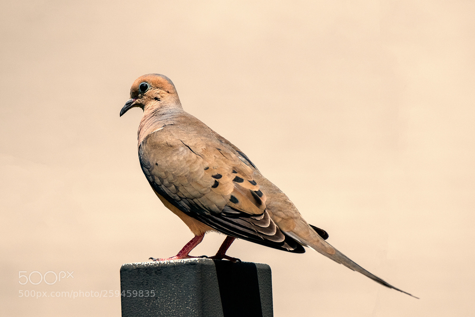 Nikon D850 sample photo. Morning dove photography