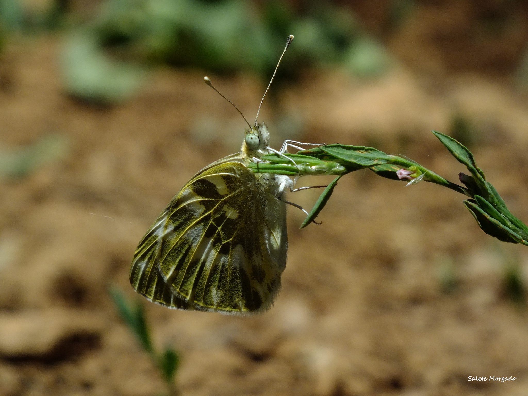 Fujifilm FinePix HS30EXR sample photo. Borboleta photography