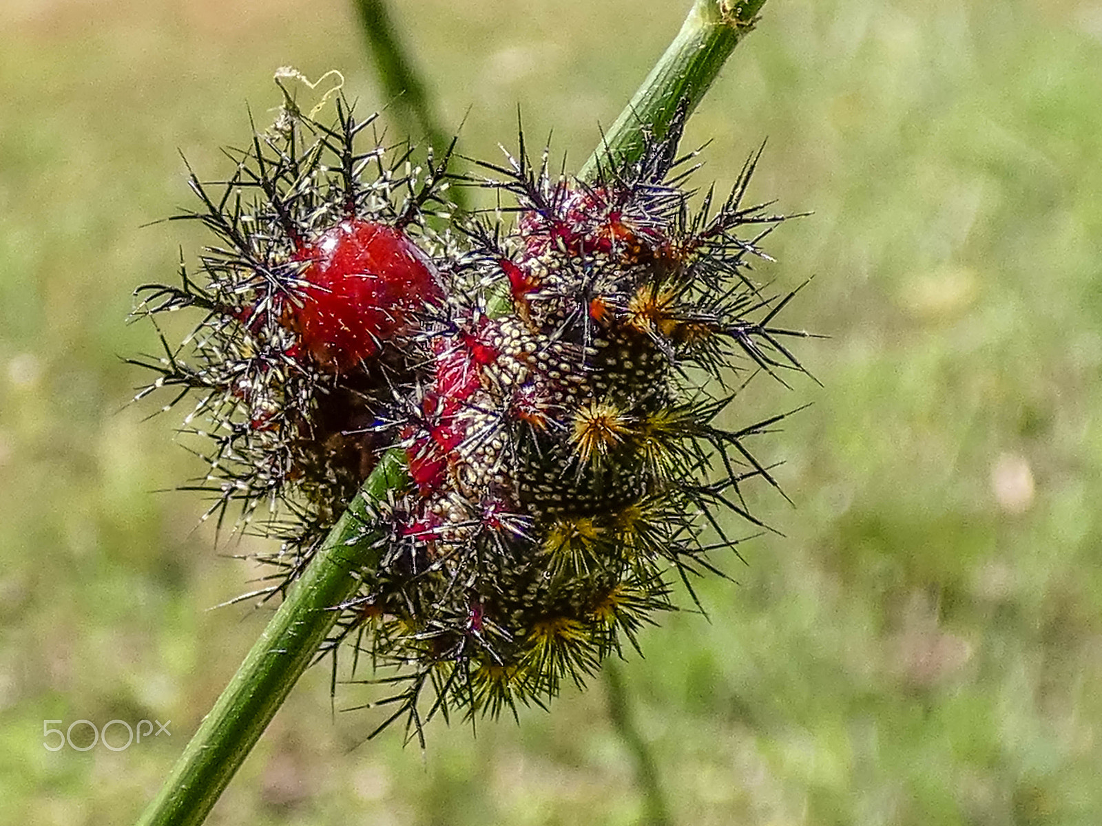 Panasonic DC-FZ80 sample photo. Stinging buck moth caterpillar photography