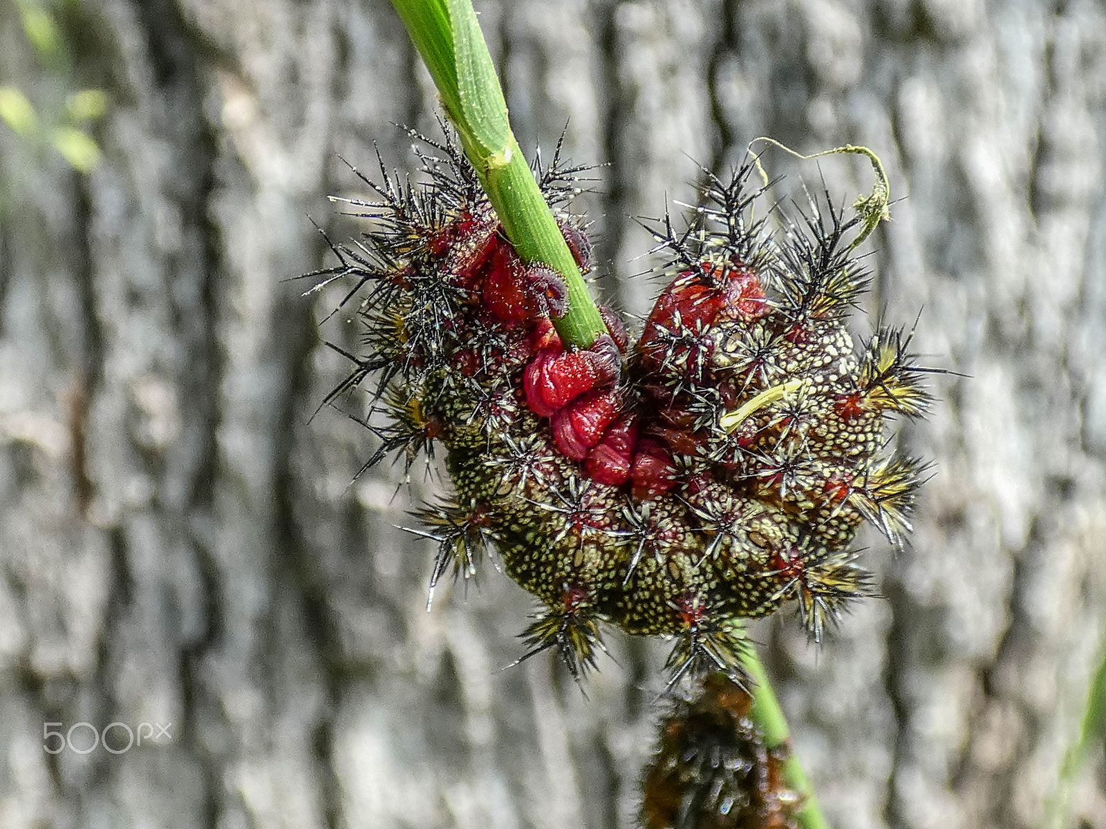 Panasonic DC-FZ80 sample photo. Buck moth caterpillar photography