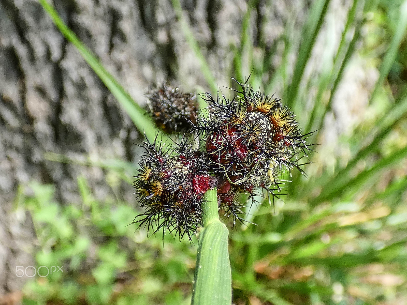 Panasonic DC-FZ80 sample photo. Buck moth caterpillar headon photography