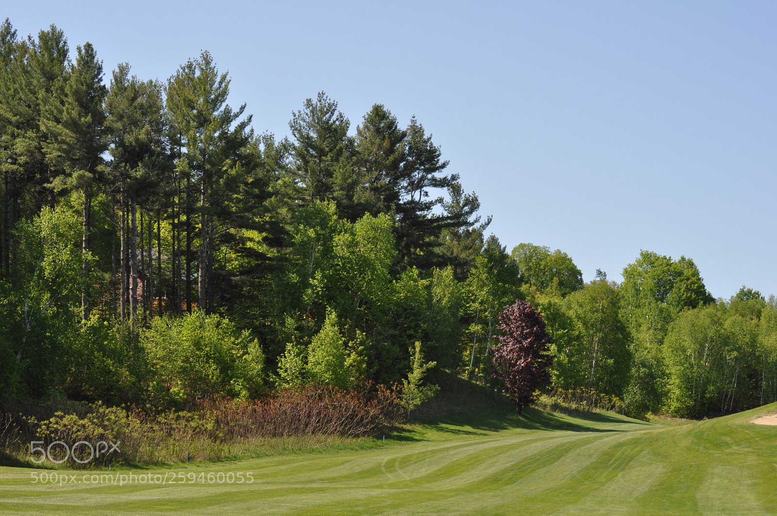 Nikon D5000 sample photo. Fairway photography