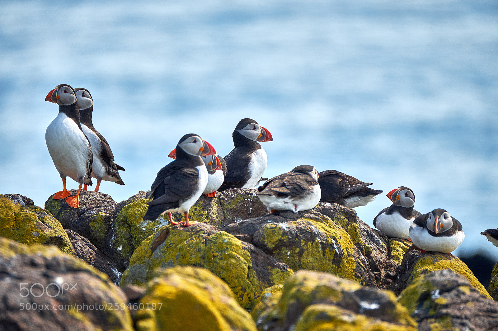 Fujifilm X-T2 sample photo. Puffins photography