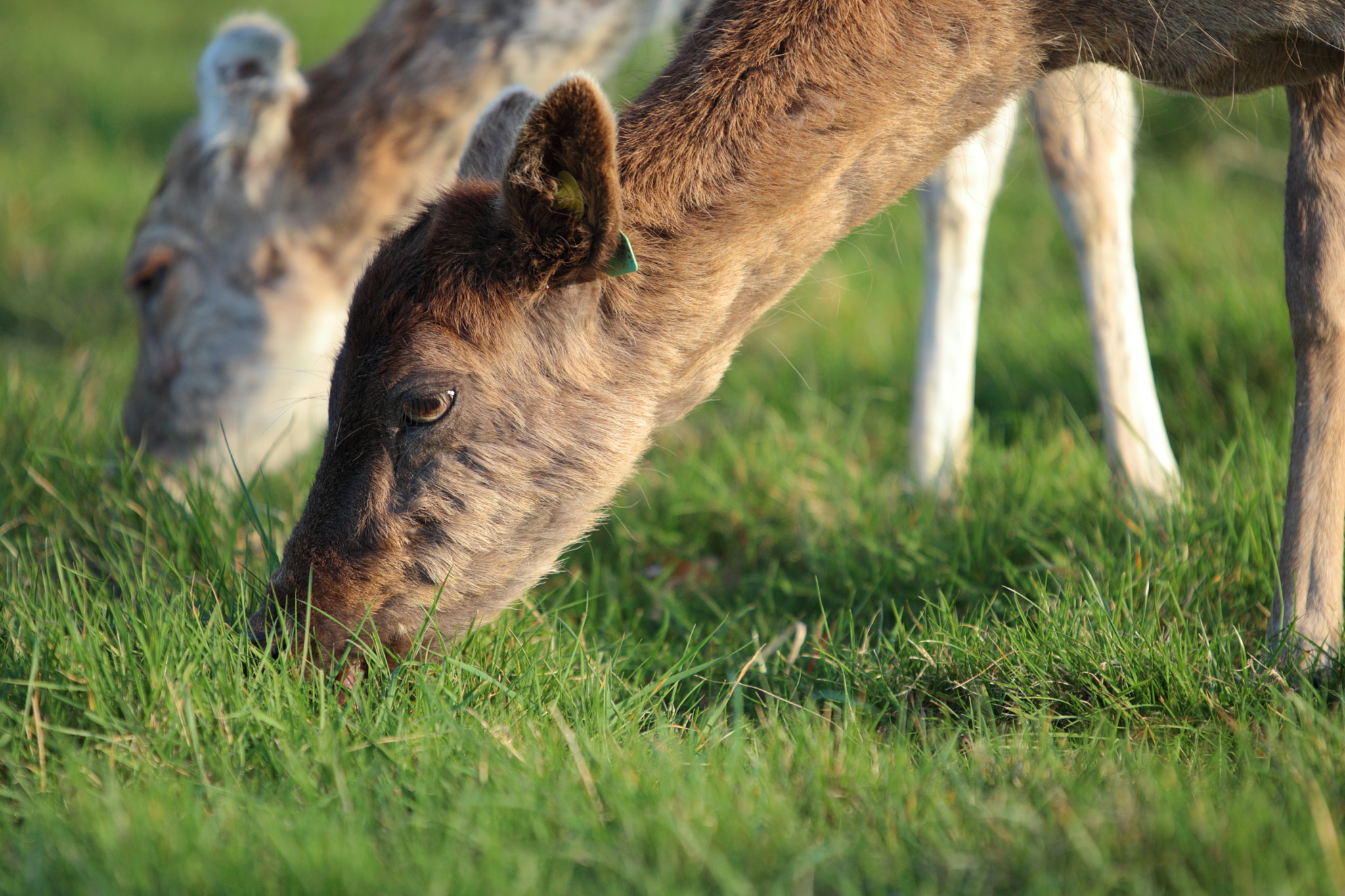 Canon EOS 80D + Canon EF 300mm F2.8L IS II USM sample photo. Grazing deer in dublin photography