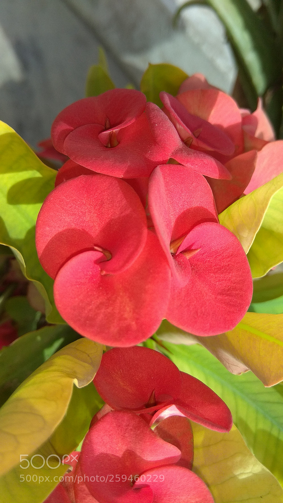 Xiaomi Redmi Note 4 sample photo. Untitled photography