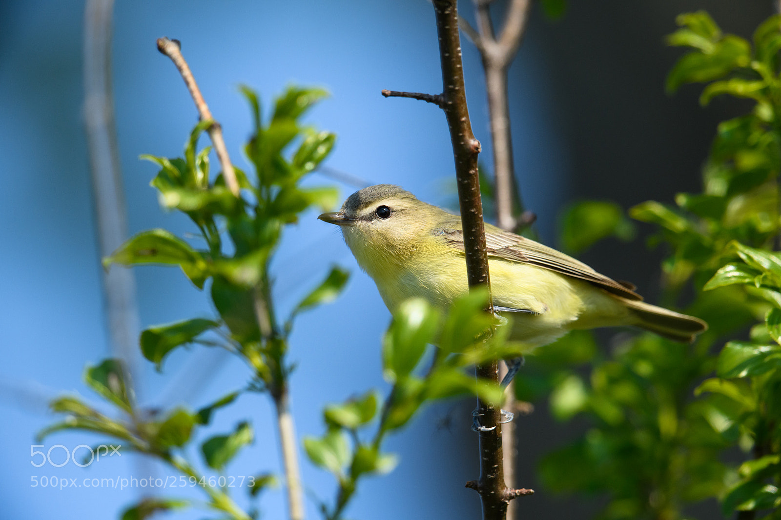 Nikon D850 sample photo. Philadelphia vireo up close photography