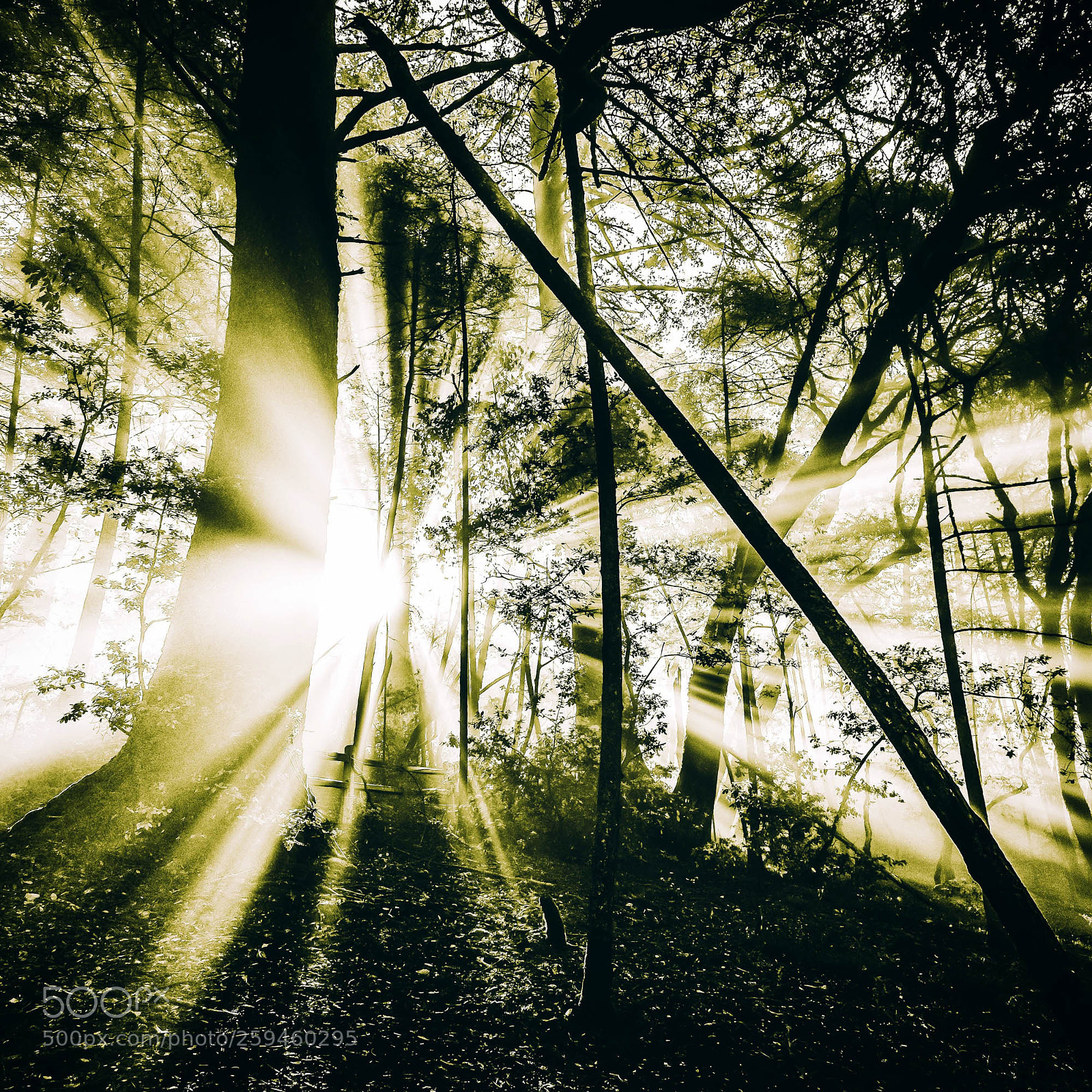 Canon EOS 6D sample photo. "rays of the forest" photography