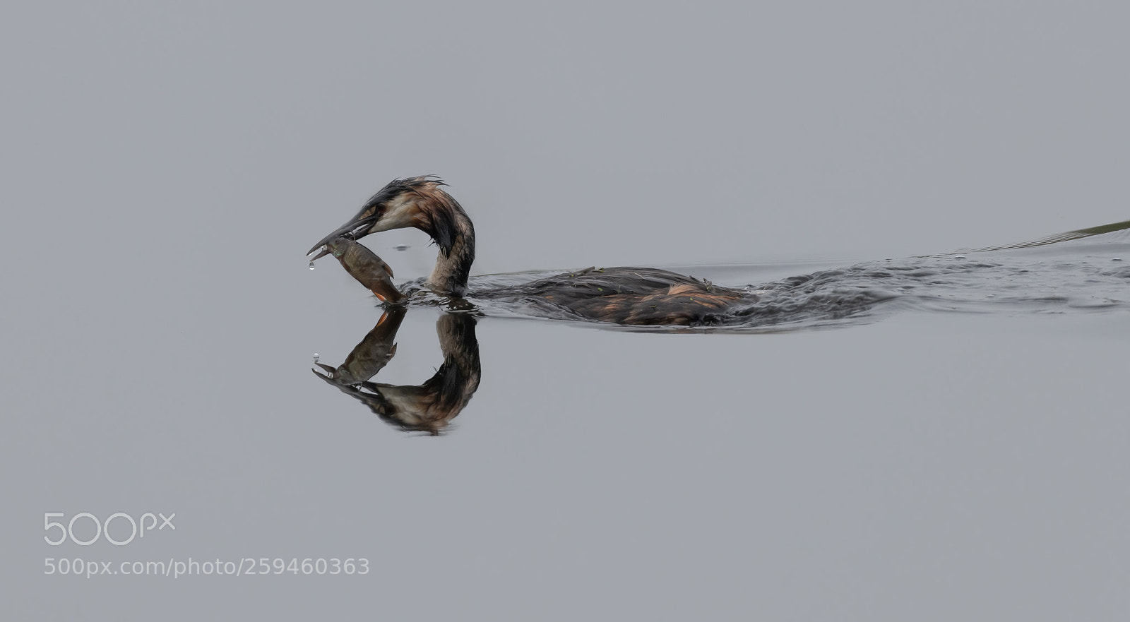 Nikon D850 sample photo. Grebe and fish photography