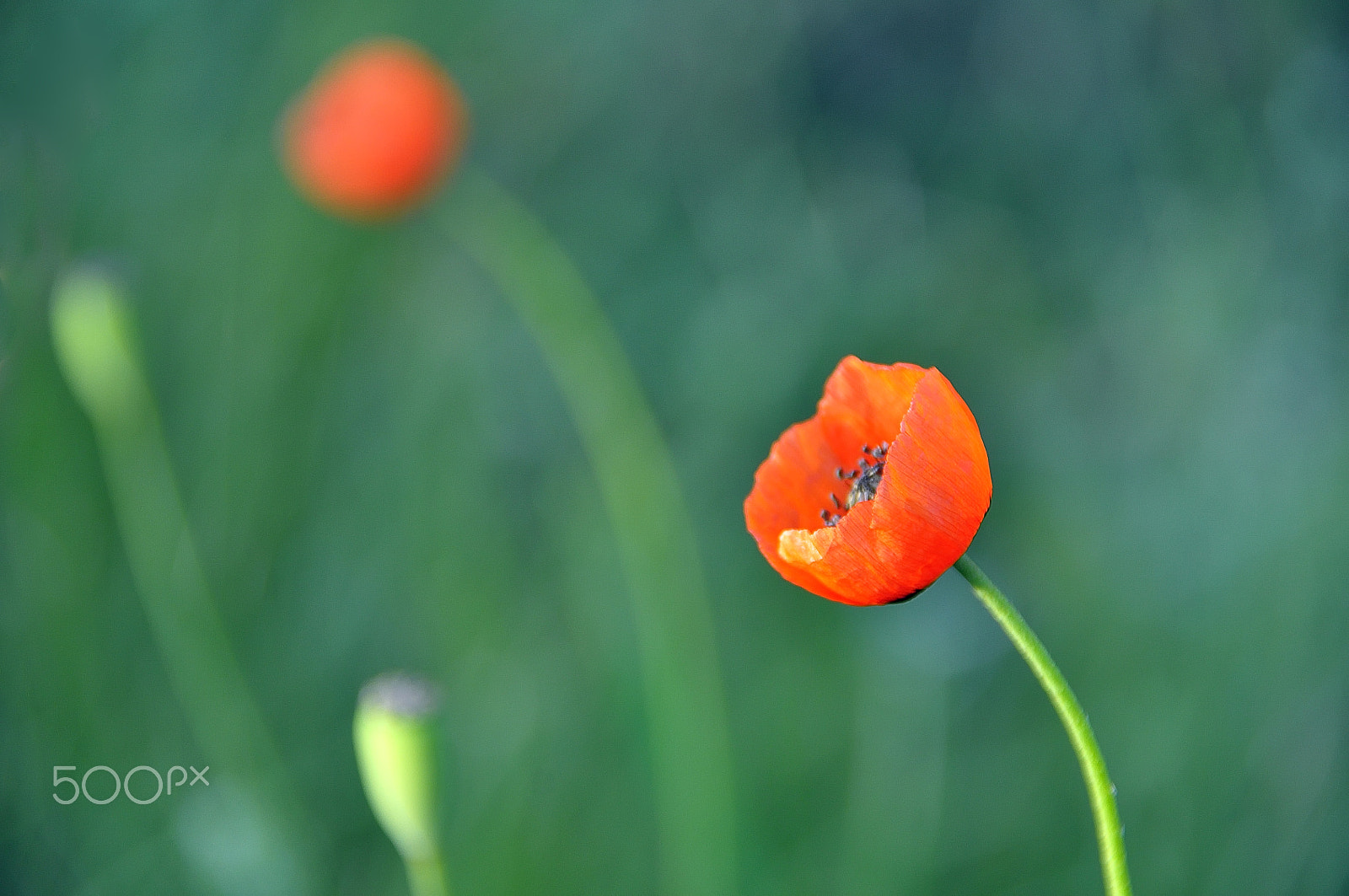 Nikon D5000 sample photo. World of poppies photography