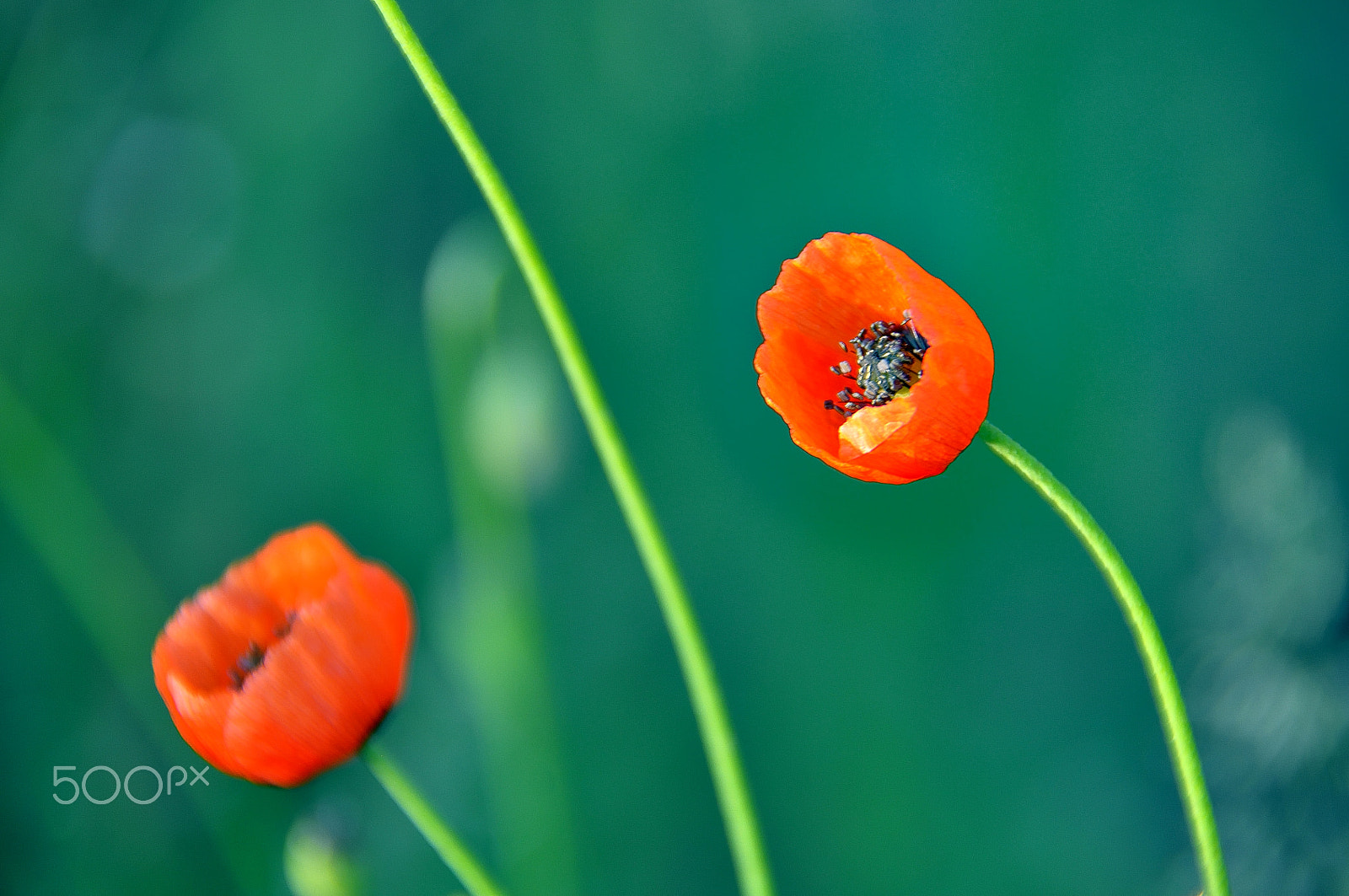 Nikon D5000 sample photo. World of poppies photography