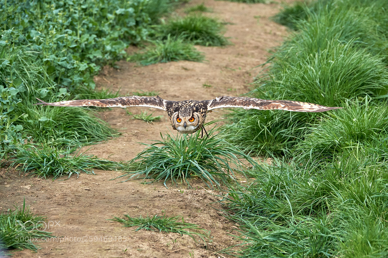Fujifilm X-T2 sample photo. Elite falconry scotland photography