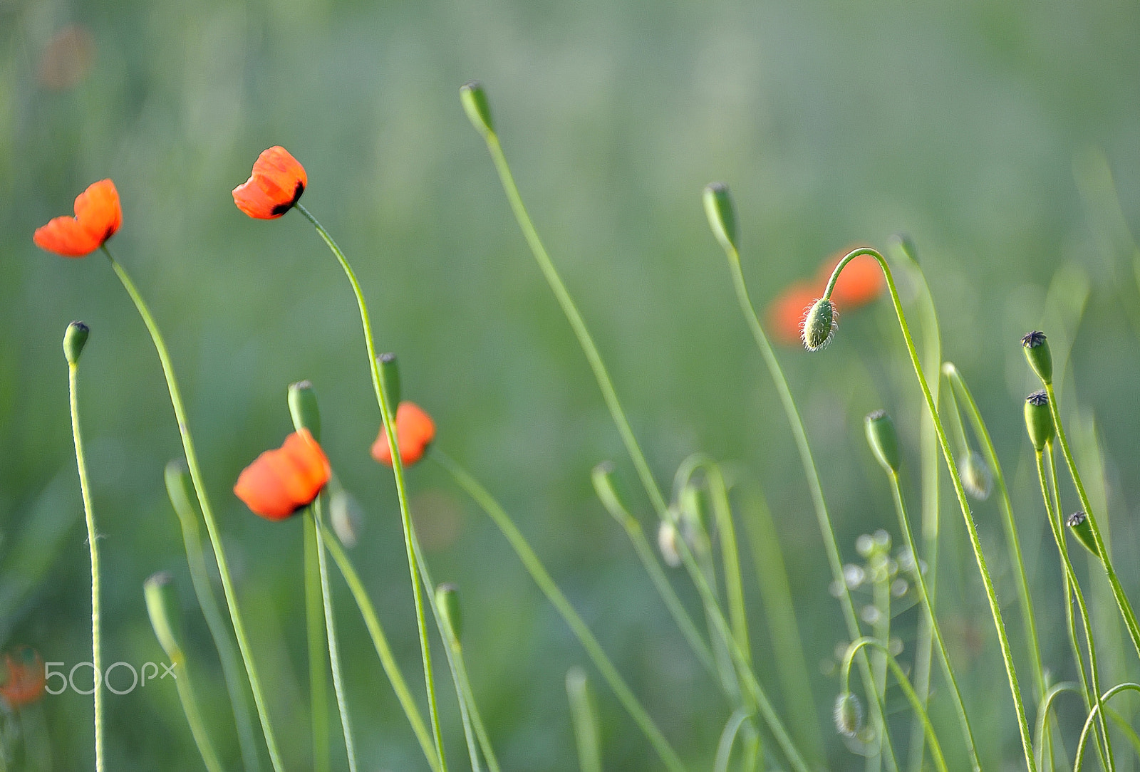 Nikon D5000 sample photo. World of poppies photography