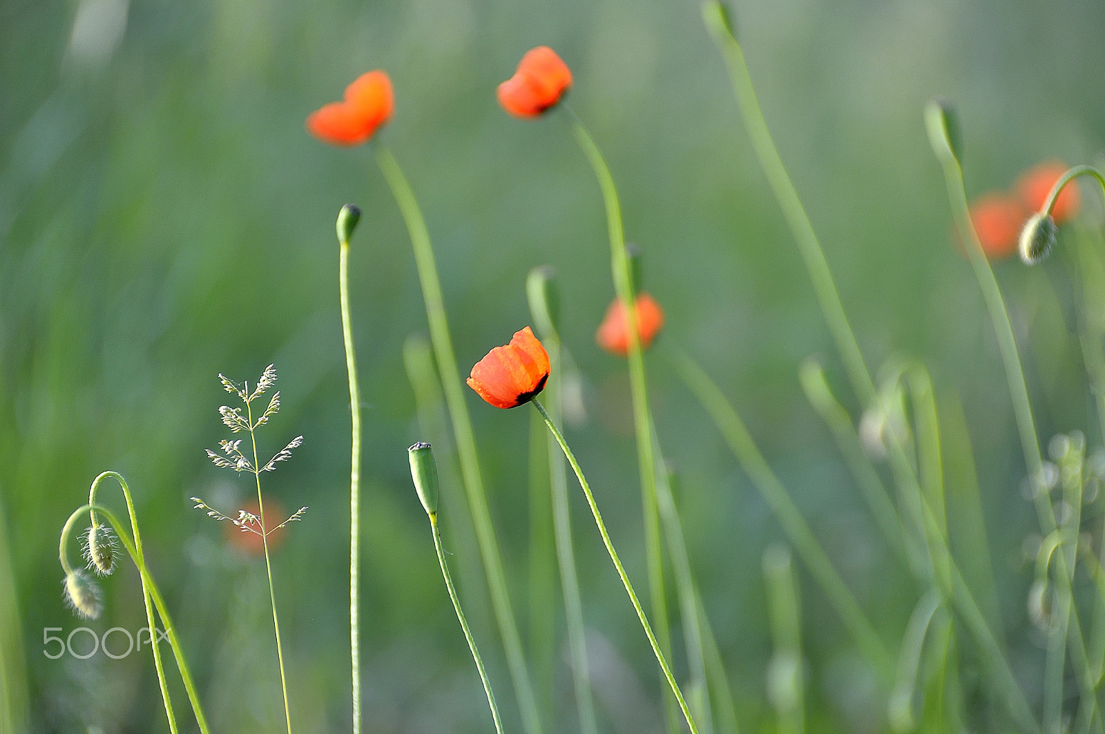 Nikon D5000 sample photo. World of poppies photography