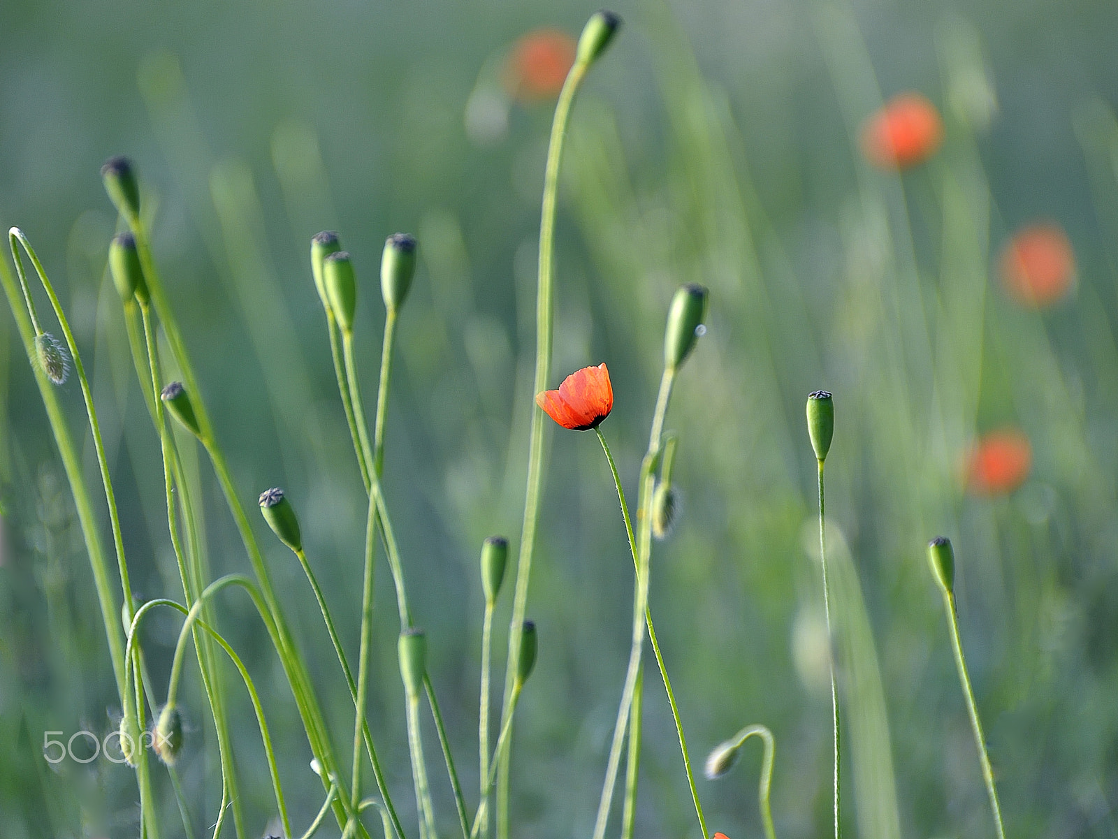 Nikon D5000 sample photo. World of poppies photography